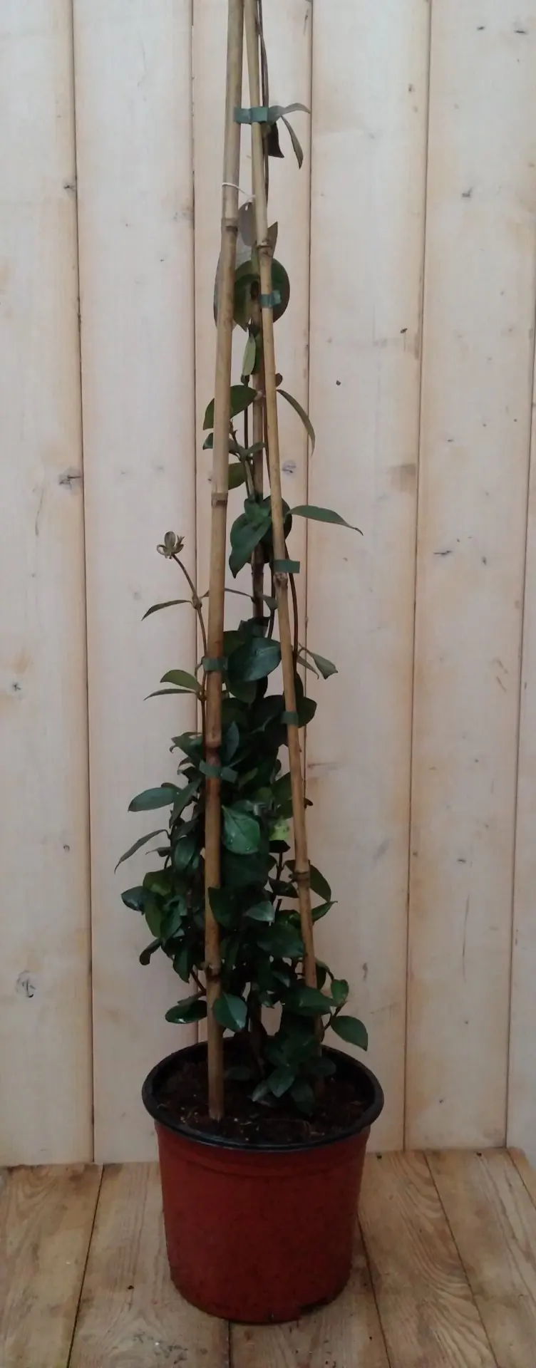 Toscaanse jasmijn 75 cm Trachelospermum Warentuin Natuurlijk