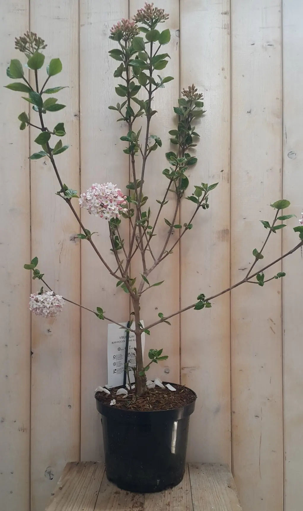 Sneeuwbal Viburnum 60 cm bladverliezend Warentuin Natuurlijk