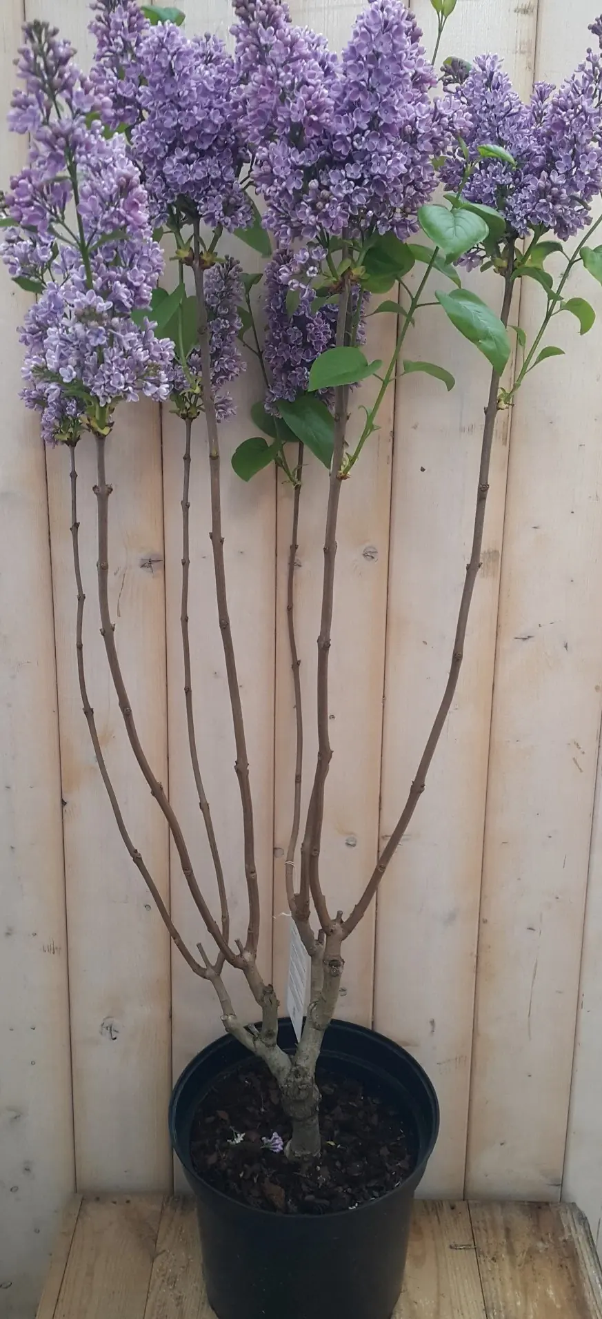 Sering Syringa vulgaris blauw-paars 100 cm Warentuin Natuurlijk
