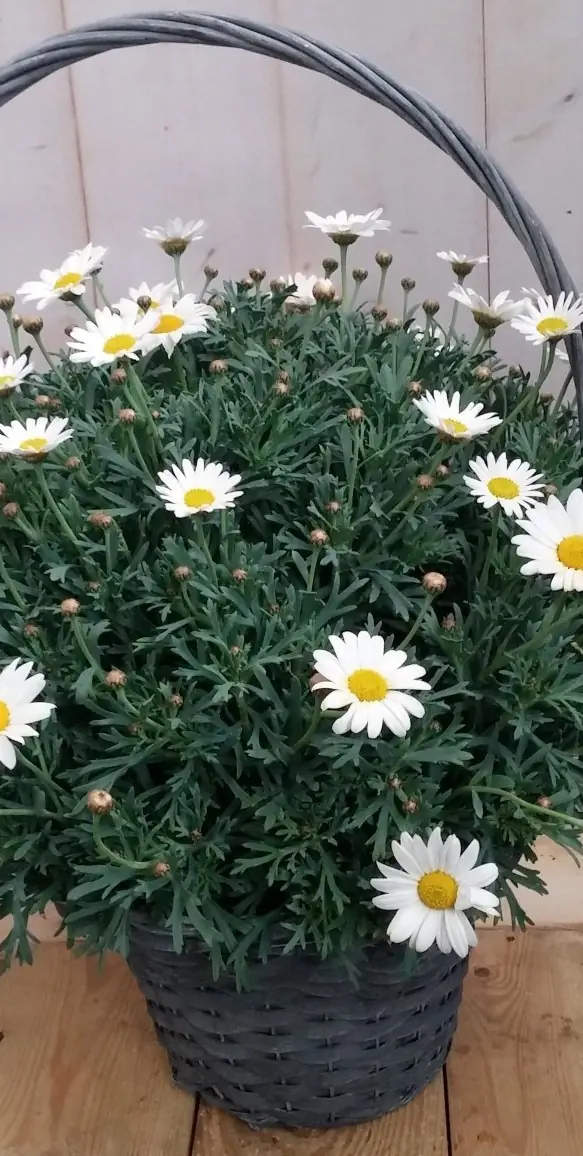 Margriet in mand Leucanthemum Warentuin Natuurlijk