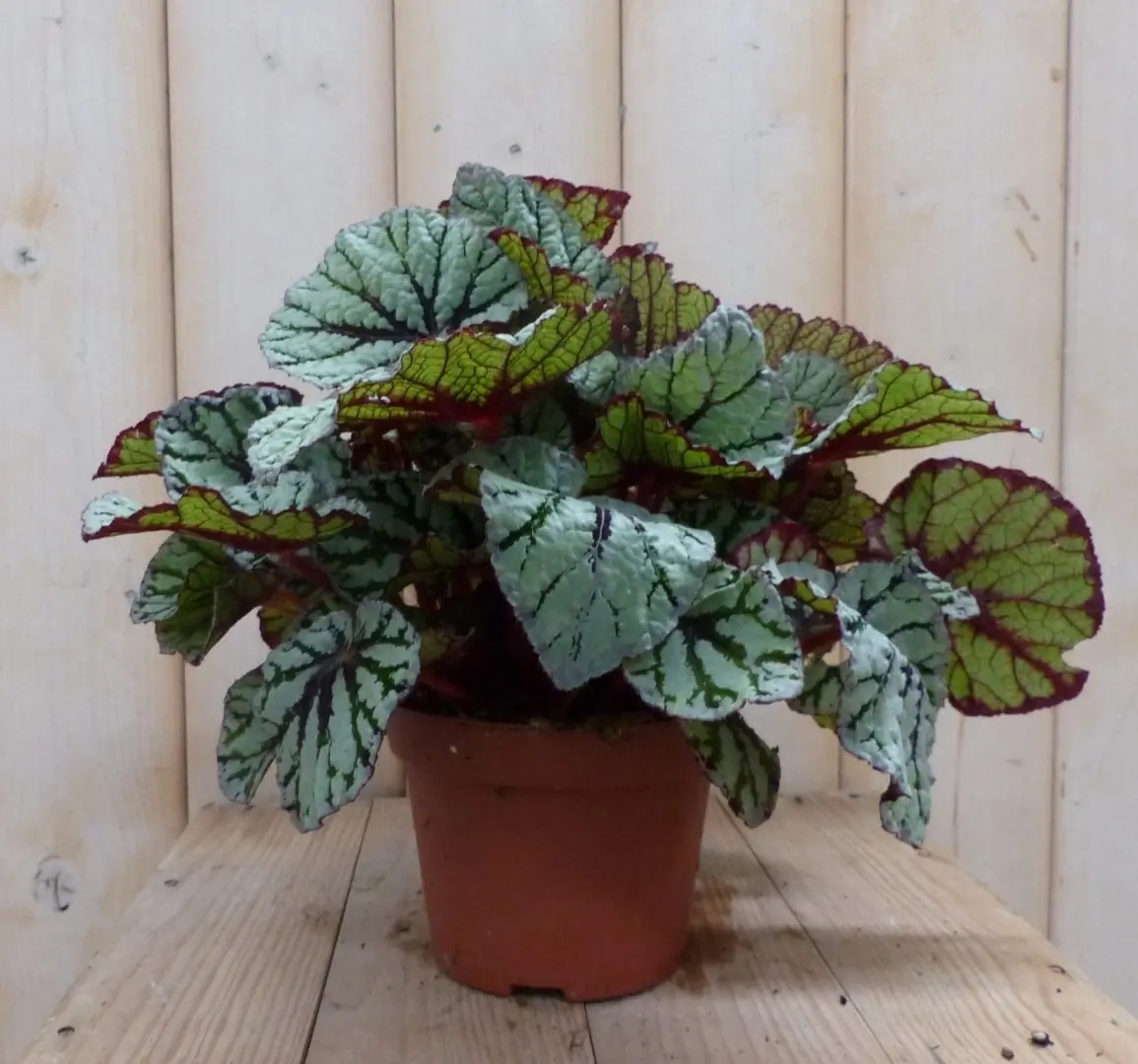 2 stuks! Kamerplant Bladbegonia grijsgroen Warentuin Natuurlijk