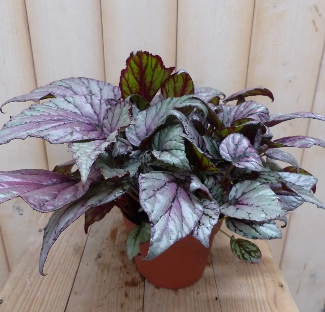 2 stuks! Kamerplant Bladbegonia lichtroze Warentuin Natuurlijk