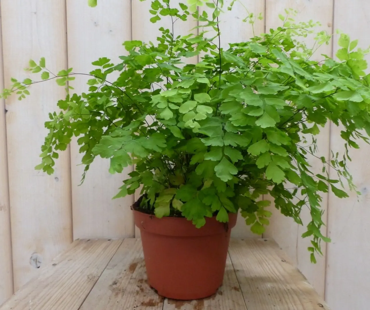 Varen Venushaar kamerplant Adiantum Warentuin Natuurlijk