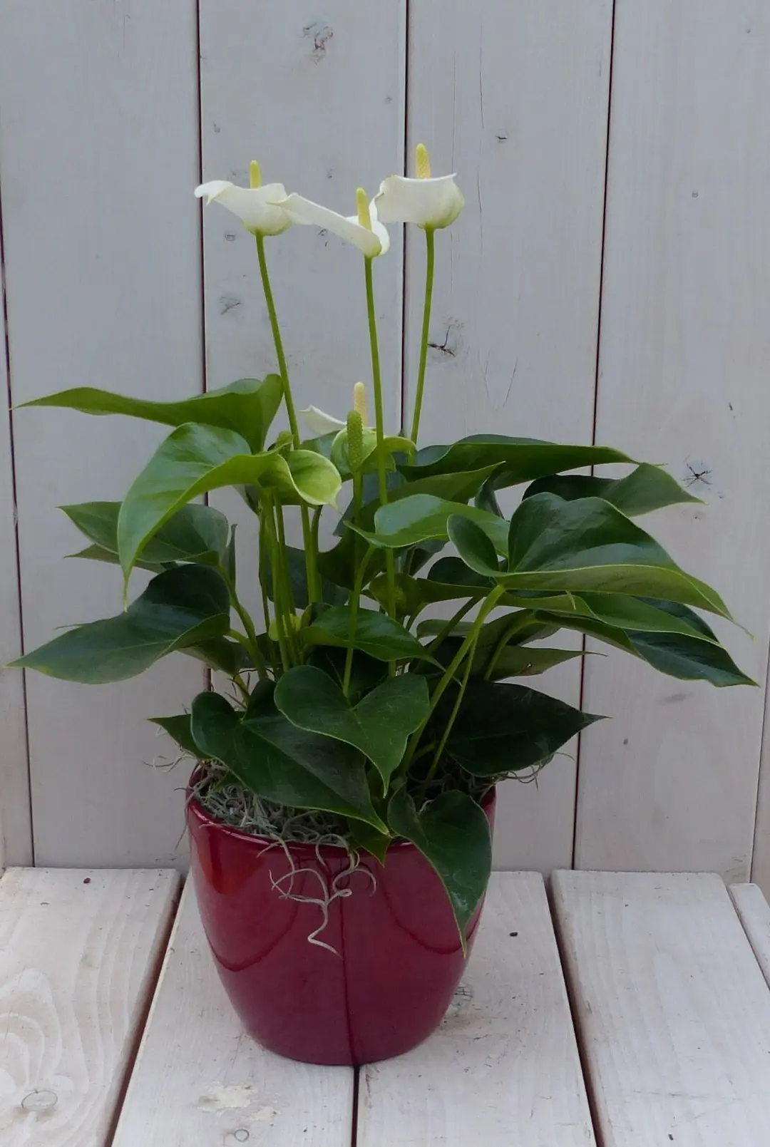 Flamingoplant Anthurium wit in rode pot 40 cm Warentuin Natuurlijk