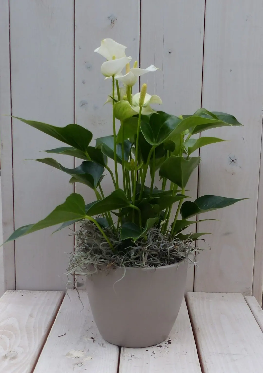 Flamingoplant Anthurium wit in taupe pot 40 cm Warentuin Natuurlijk