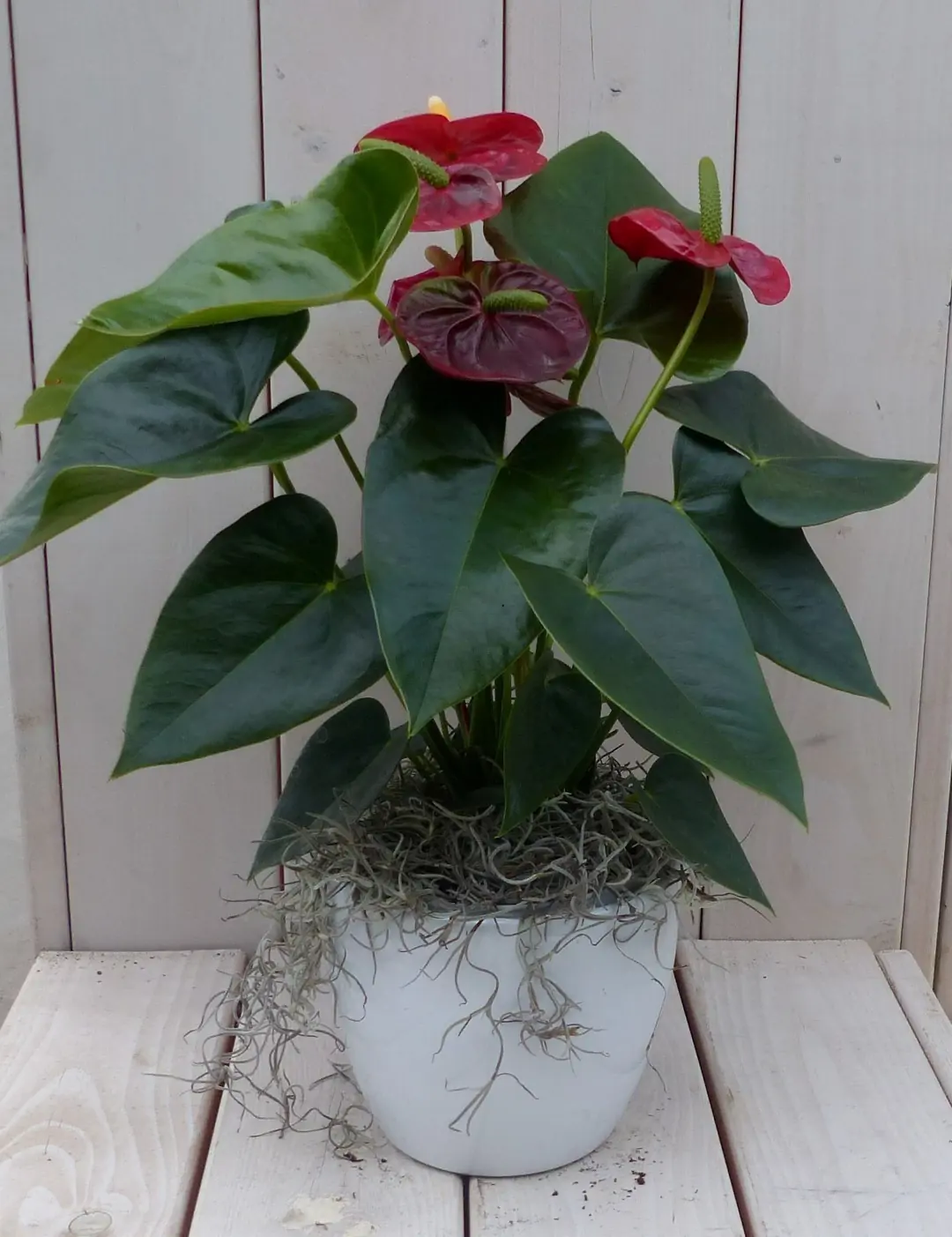 Flamingoplant Anthurium rood in witte pot 40 cm Warentuin Natuurlijk