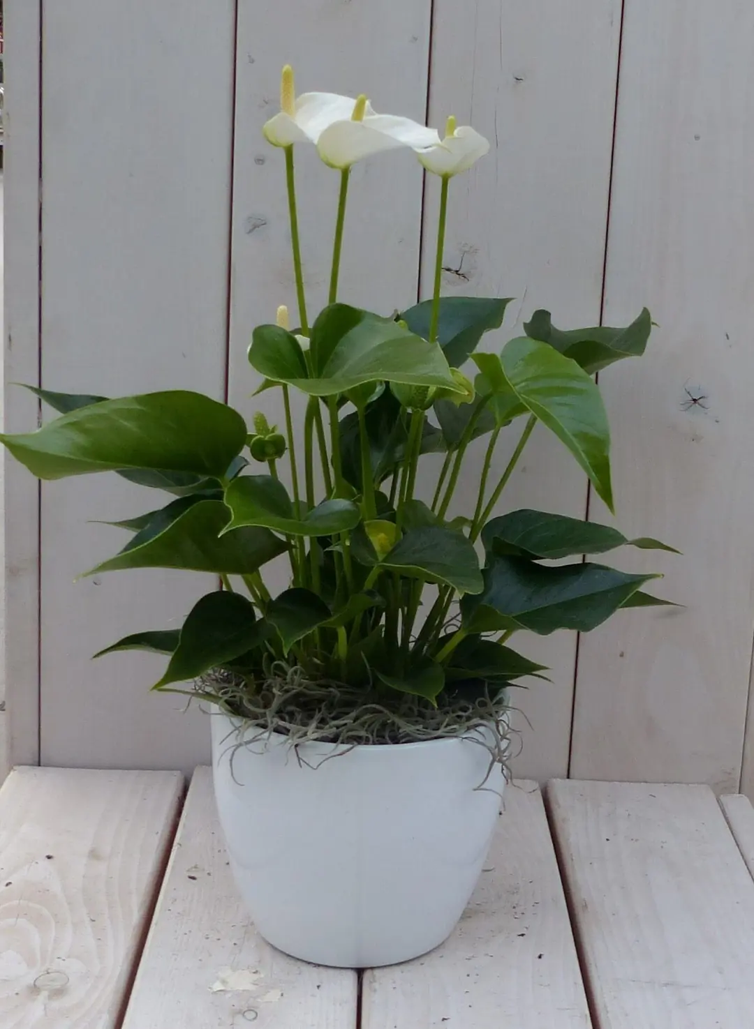 Flamingoplant Anthurium wit in witte pot 40 cm Warentuin Natuurlijk