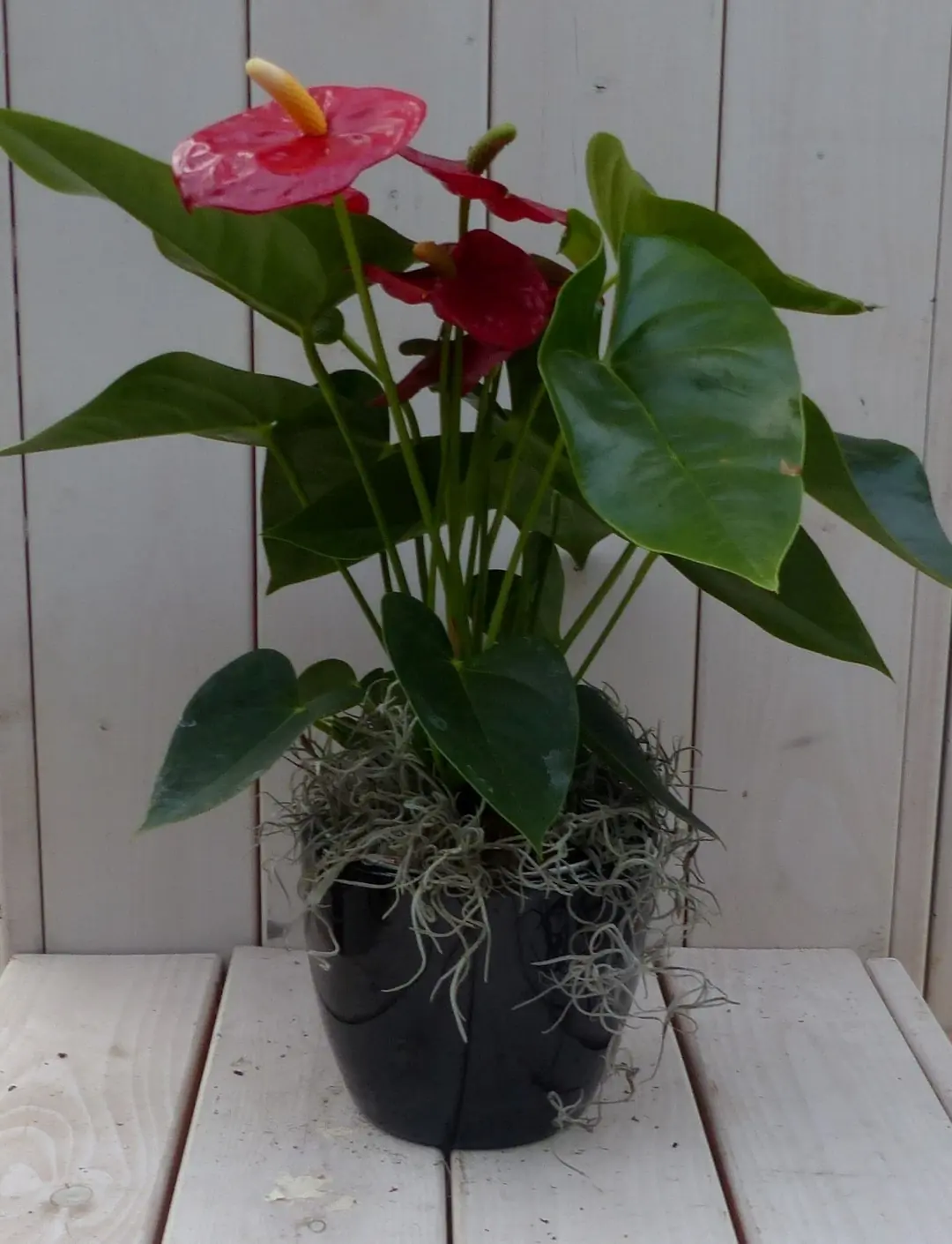 Flamingoplant Anthurium rood in zwarte/antraciete pot 40 cm Warentuin Natuurlijk