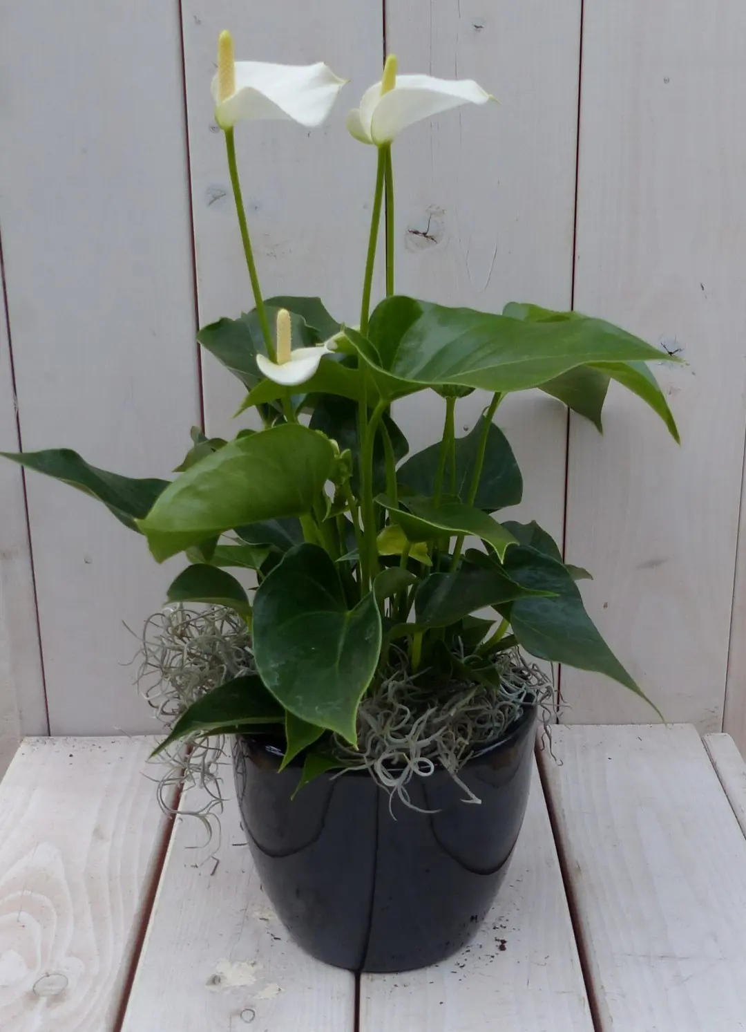Flamingoplant Anthurium wit in zwarte/antraciete pot 40 cm Warentuin Natuurlijk