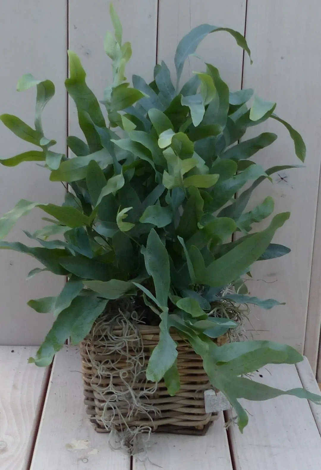 Blauwvaren Phlebodium in mandje 30 cm Warentuin Natuurlijk