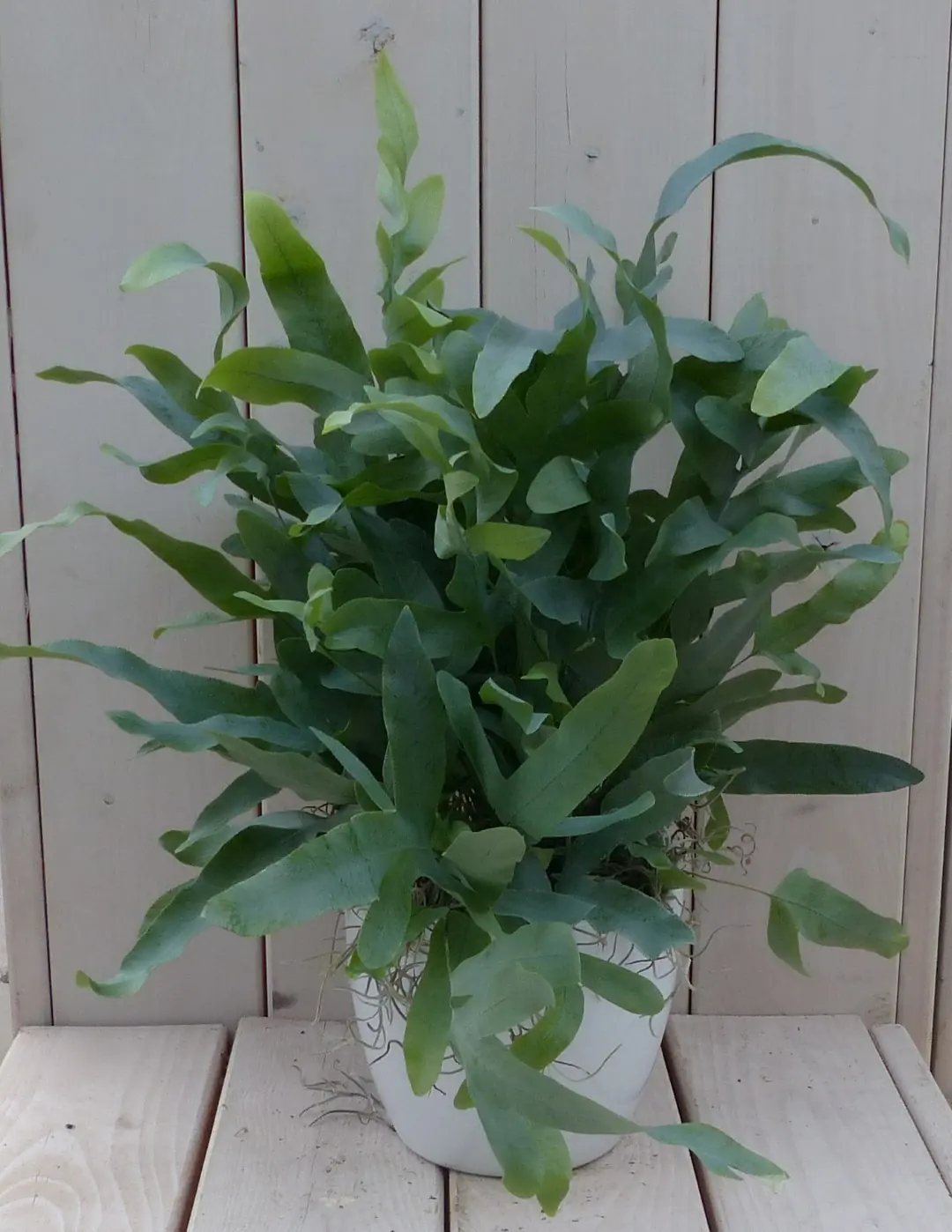 Blauwvaren Phlebodium in witte pot 30 cm Warentuin Natuurlijk
