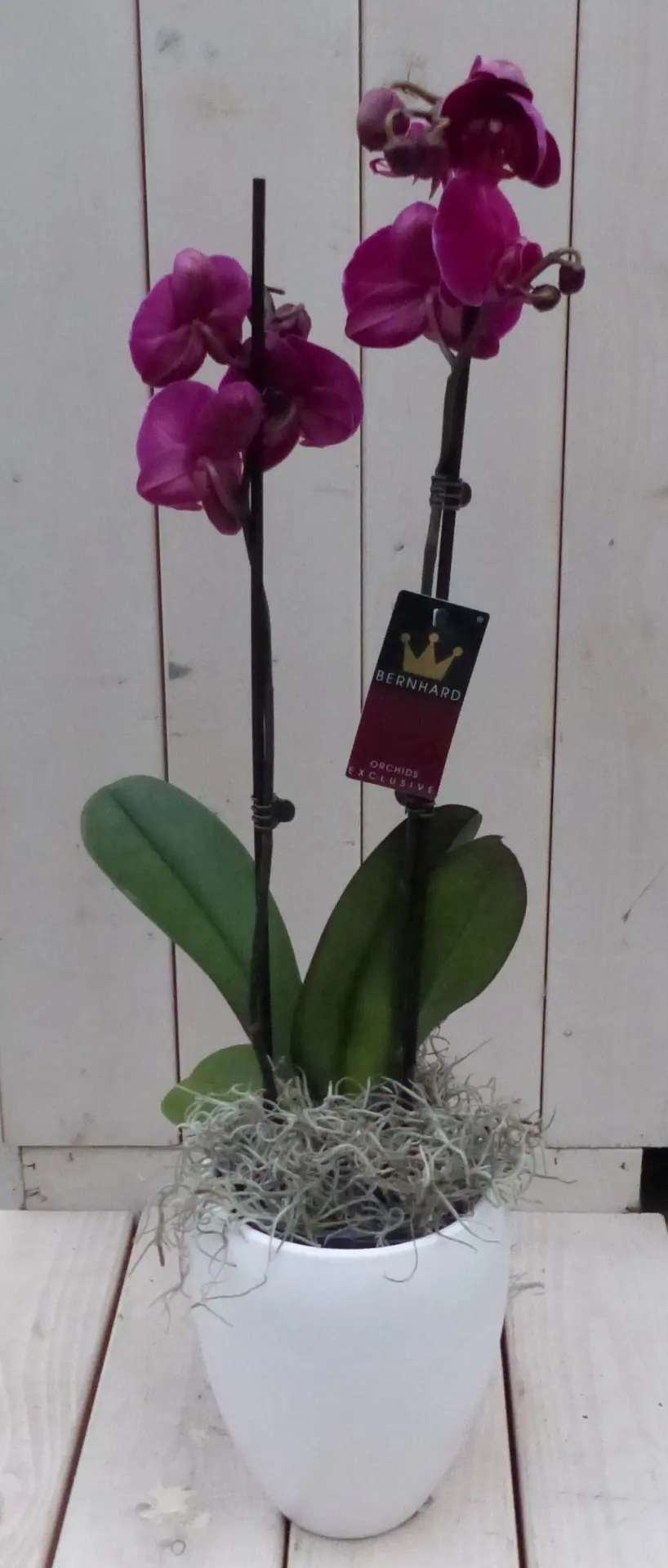 Vlinderorchidee donkerroze 2 stelen in hoge witte pot 60 cm Warentuin Natuurlijk