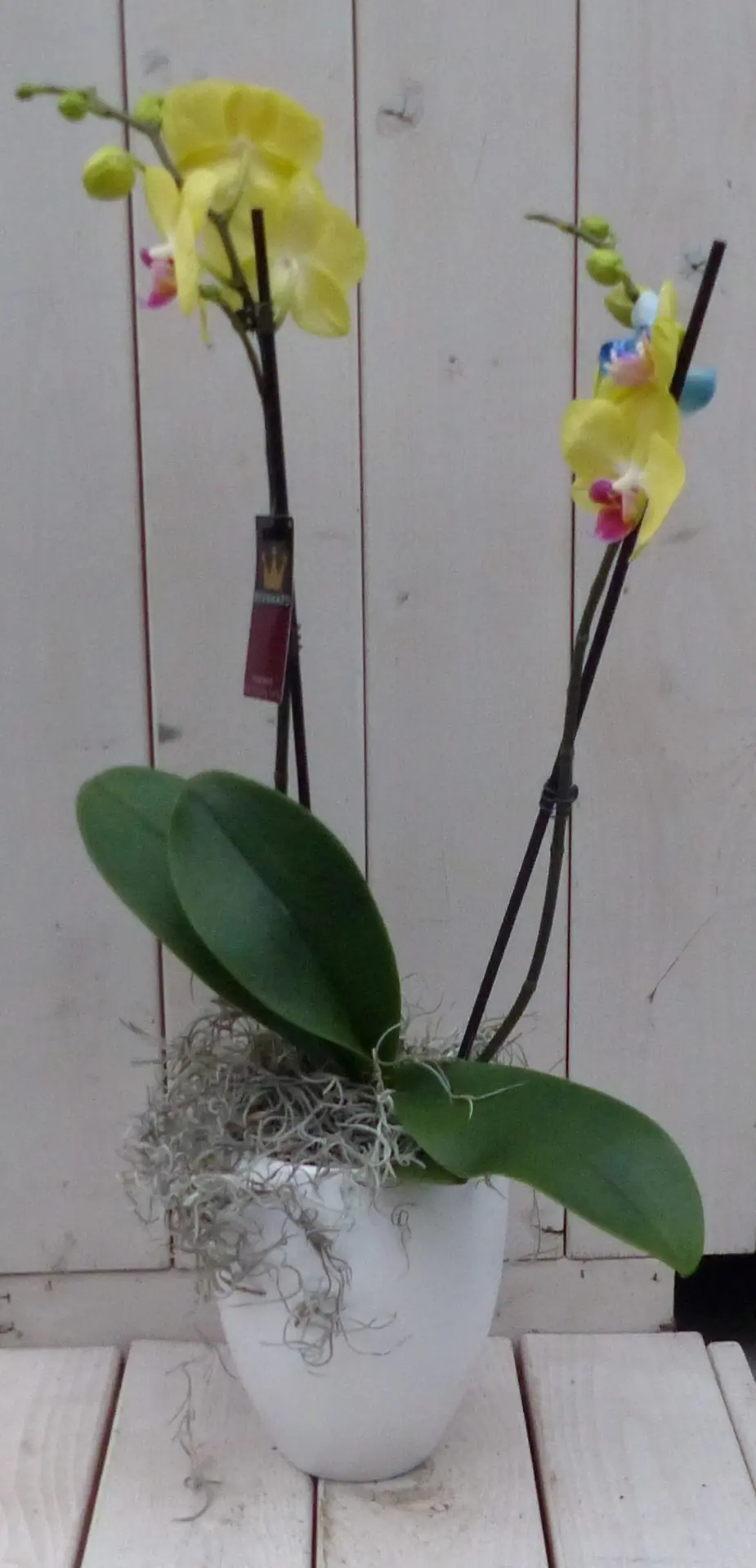 Vlinderorchidee geel 2 stelen in hoge witte pot 60 cm Warentuin Natuurlijk