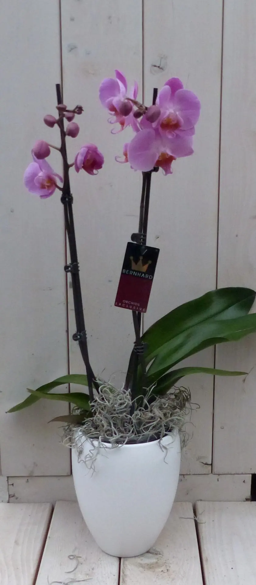Vlinderorchidee lichtroze 2 stelen in hoge witte pot 60 cm Warentuin Natuurlijk