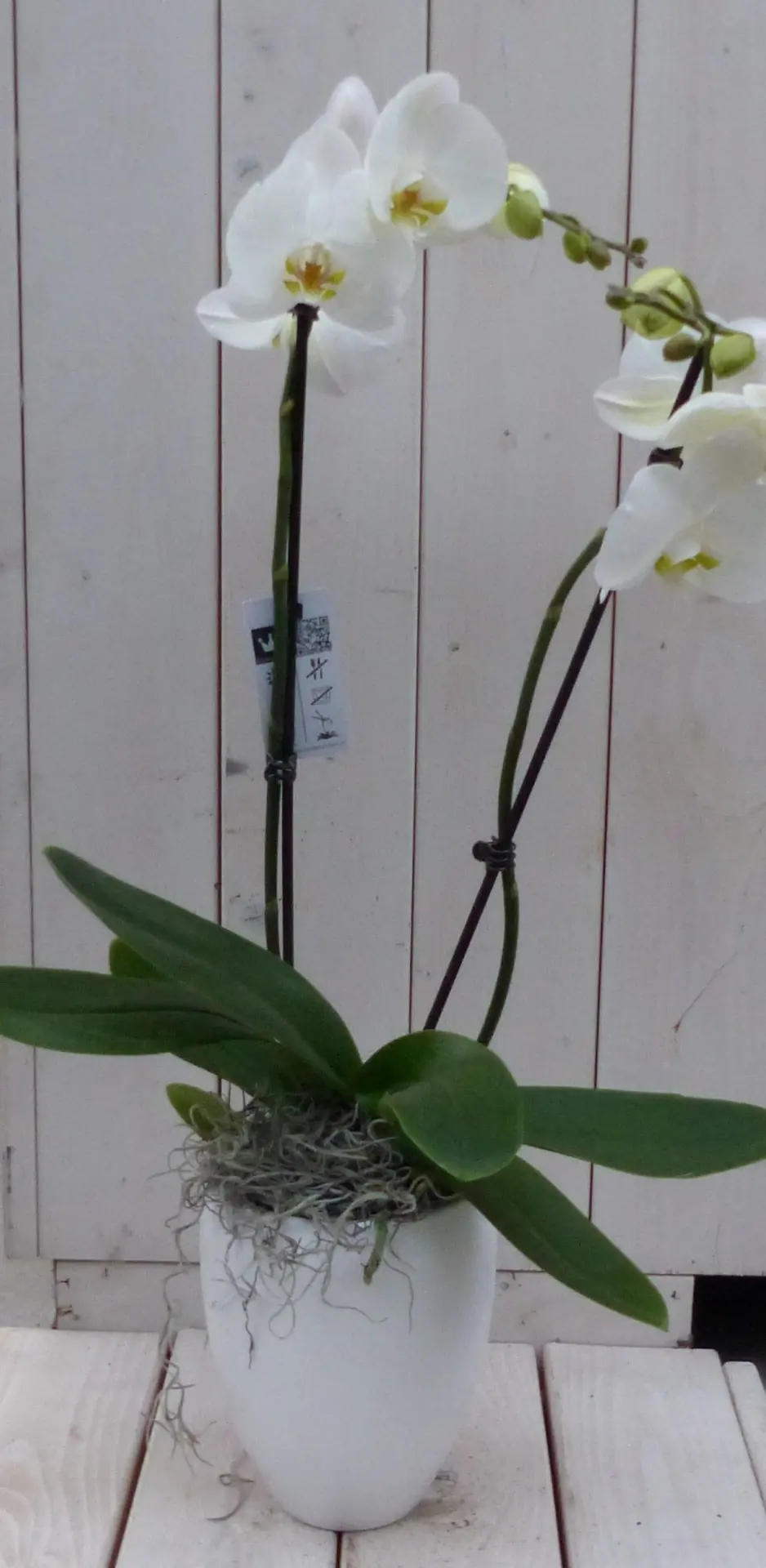 Vlinderorchidee wit 2 stelen in hoge witte pot 60 cm Warentuin Natuurlijk