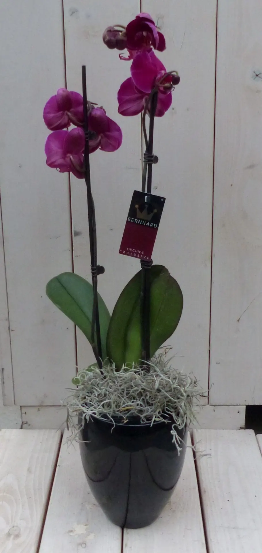 Vlinderorchidee donkerroze 2 stelen in hoge zwarte/antraciete pot 60 cm Warentuin Natuurlijk