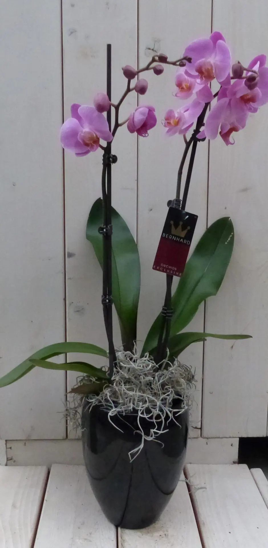 Vlinderorchidee lichtroze 2 stelen in hoge zwarte/antraciete pot 60 cm Warentuin Natuurlijk