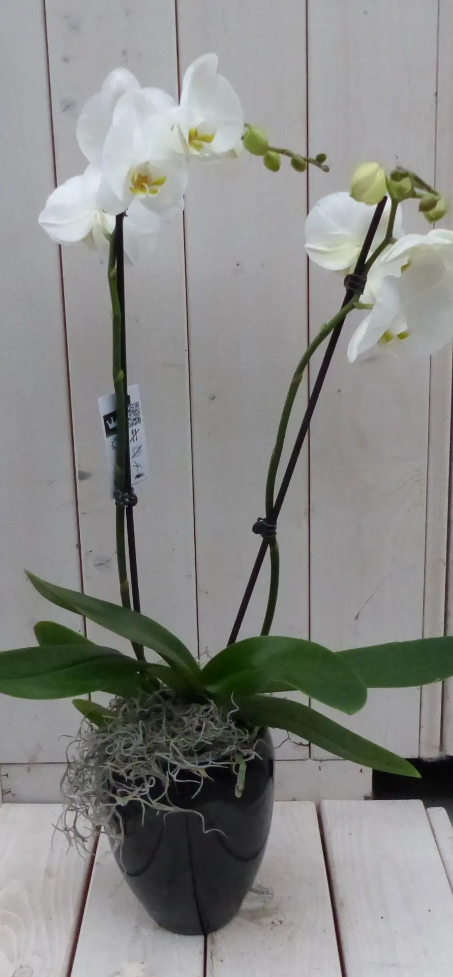 Vlinderorchidee witte 2 stelen in hoge zwarte/antraciete pot 60 cm Warentuin Natuurlijk