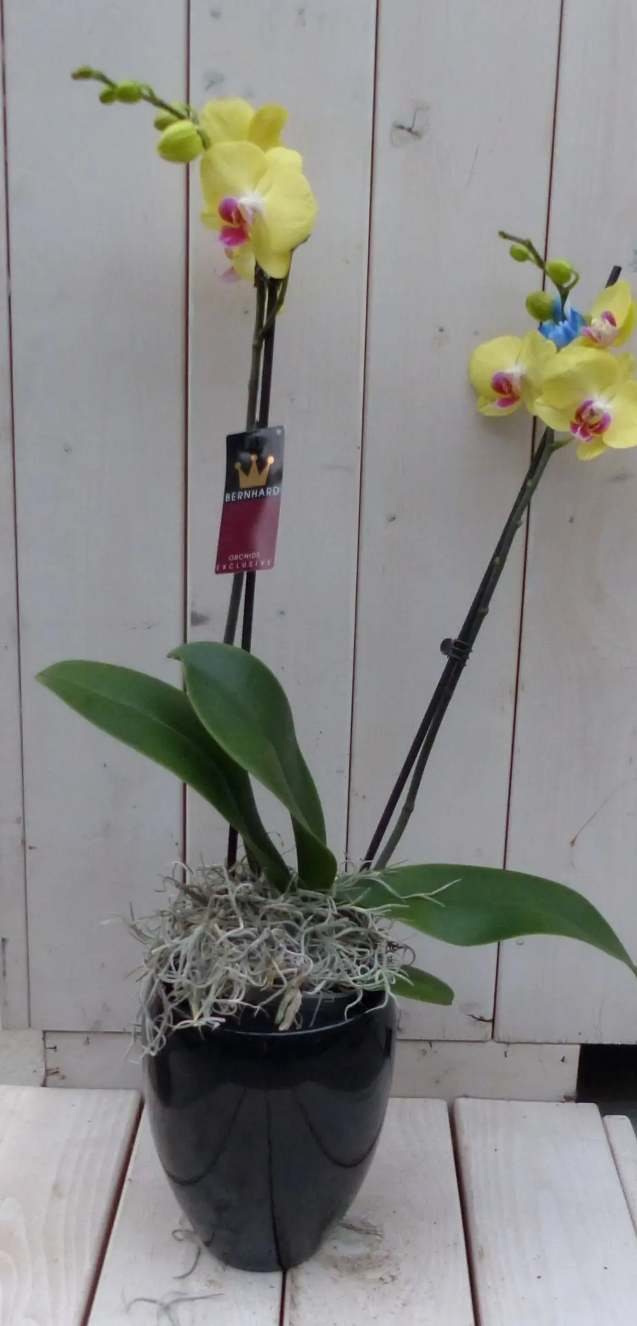 Vlinderorchidee geel 2 stelen in hoge zwarte/antraciete pot 60 cm Warentuin Natuurlijk