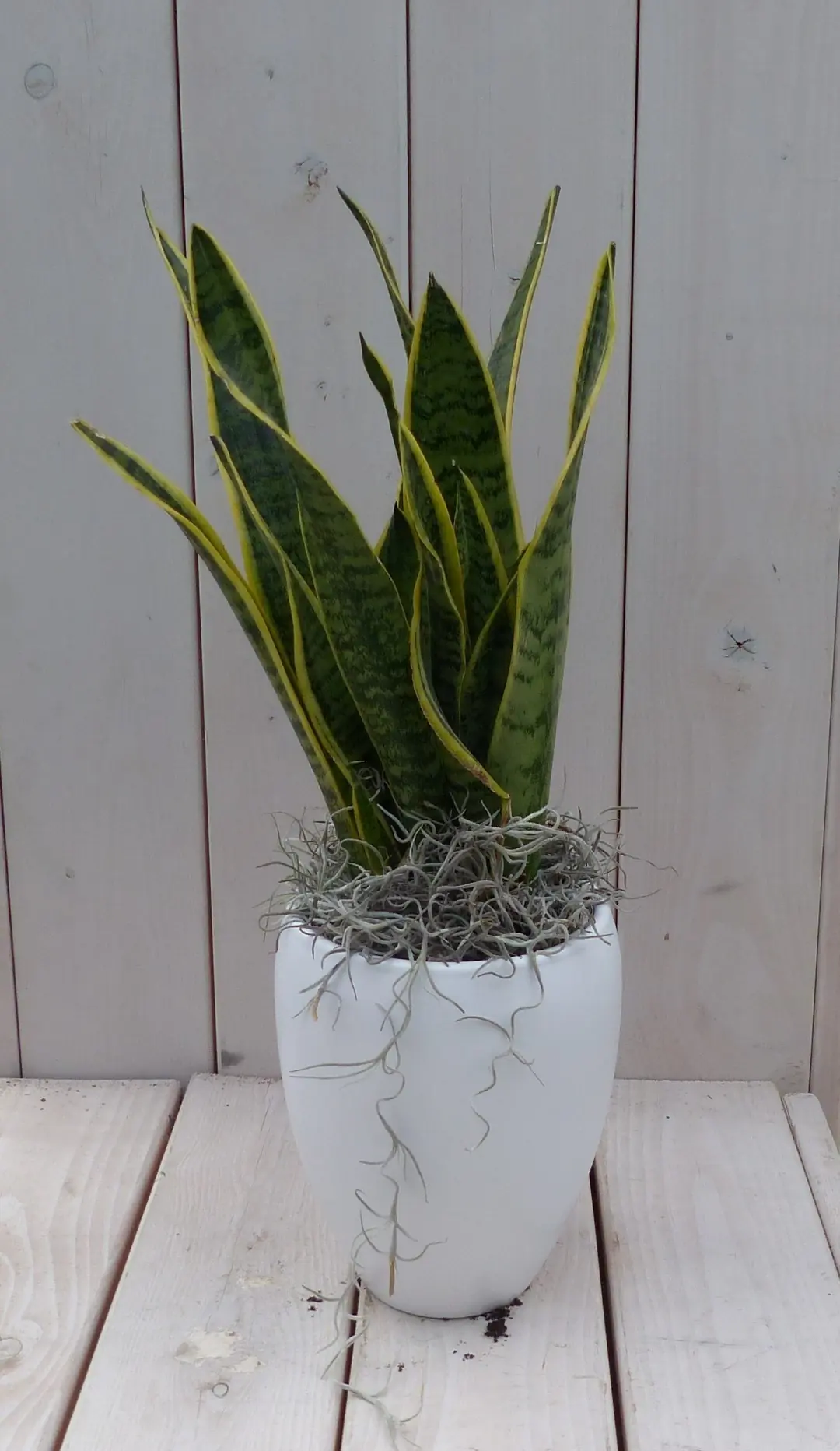 Vrouwentong Sansevieria groengeel in hoge witte pot 40 cm Warentuin Natuurlijk