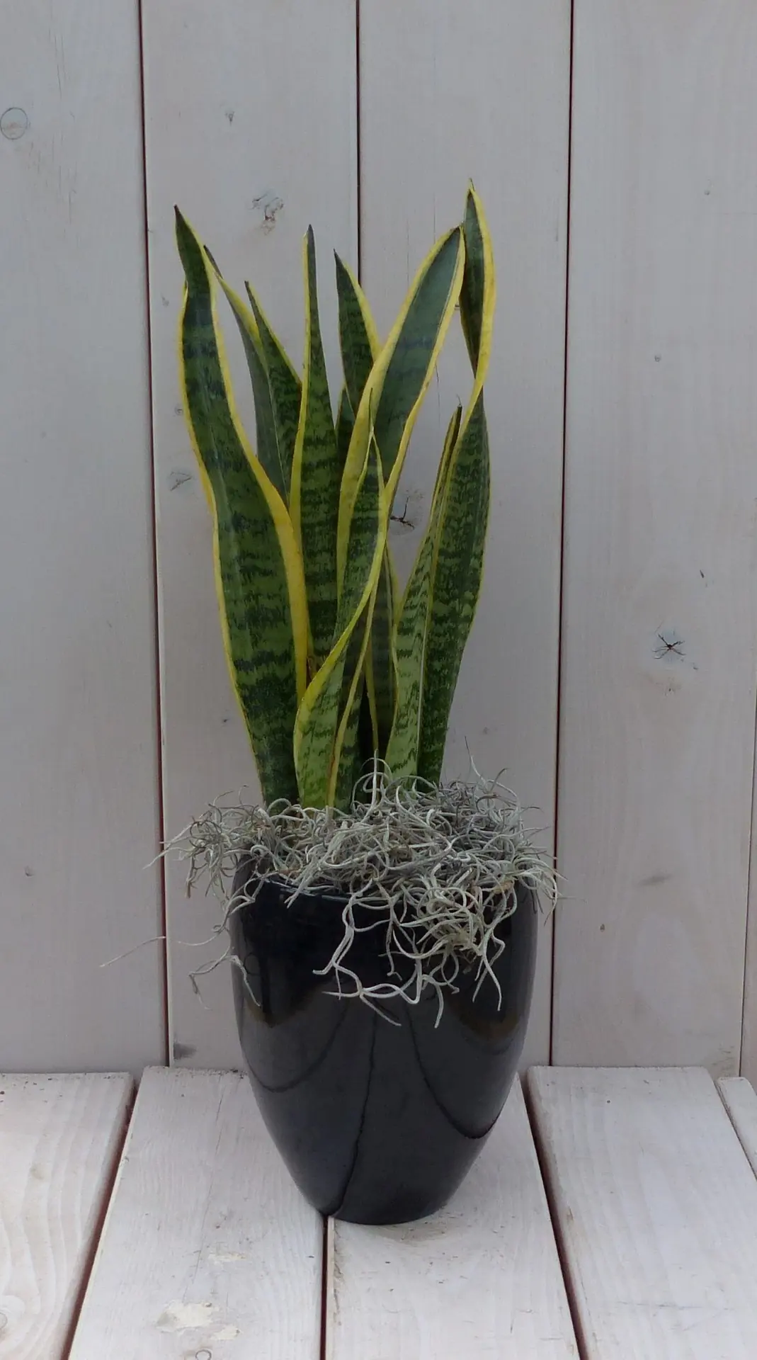 Vrouwentong Sansevieria groengeel in hoge zwarte/antraciete pot 40 cm Warentuin Natuurlijk