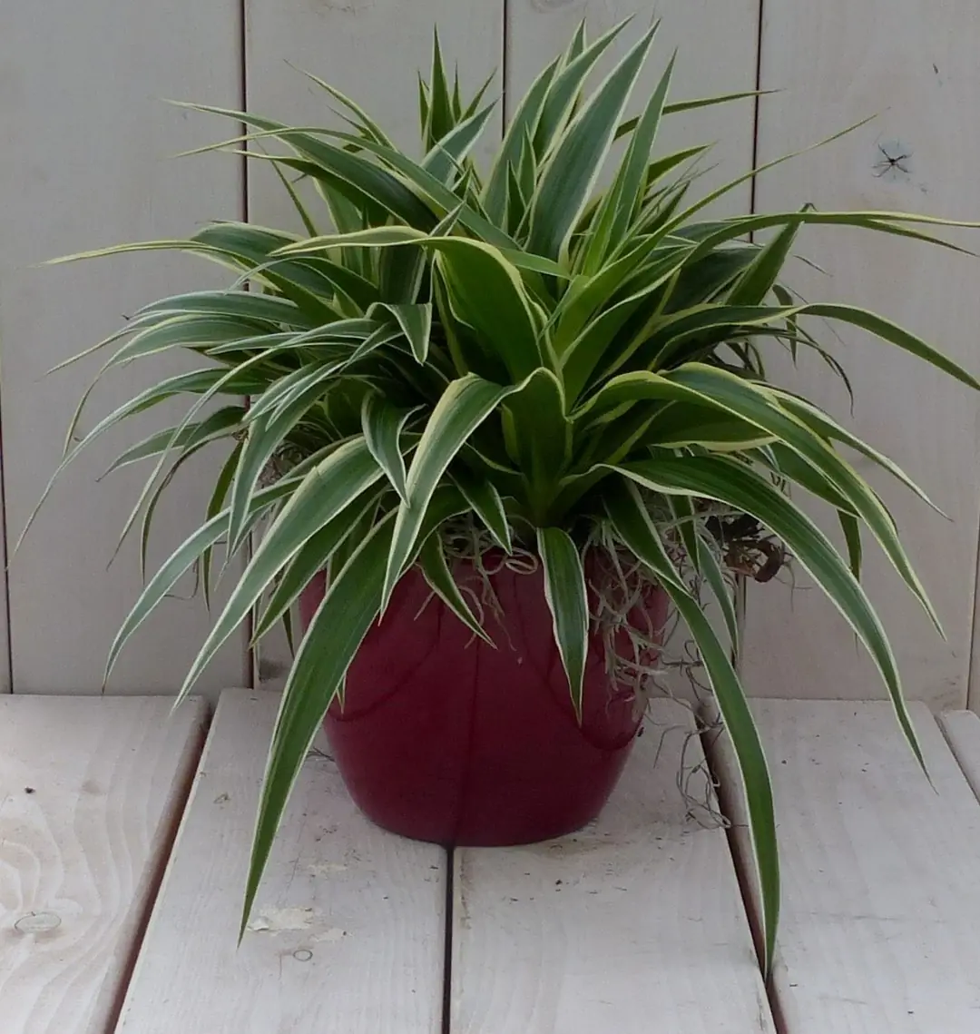 Chlorophytum in donkerrode pot 25 cm Warentuin Natuurlijk