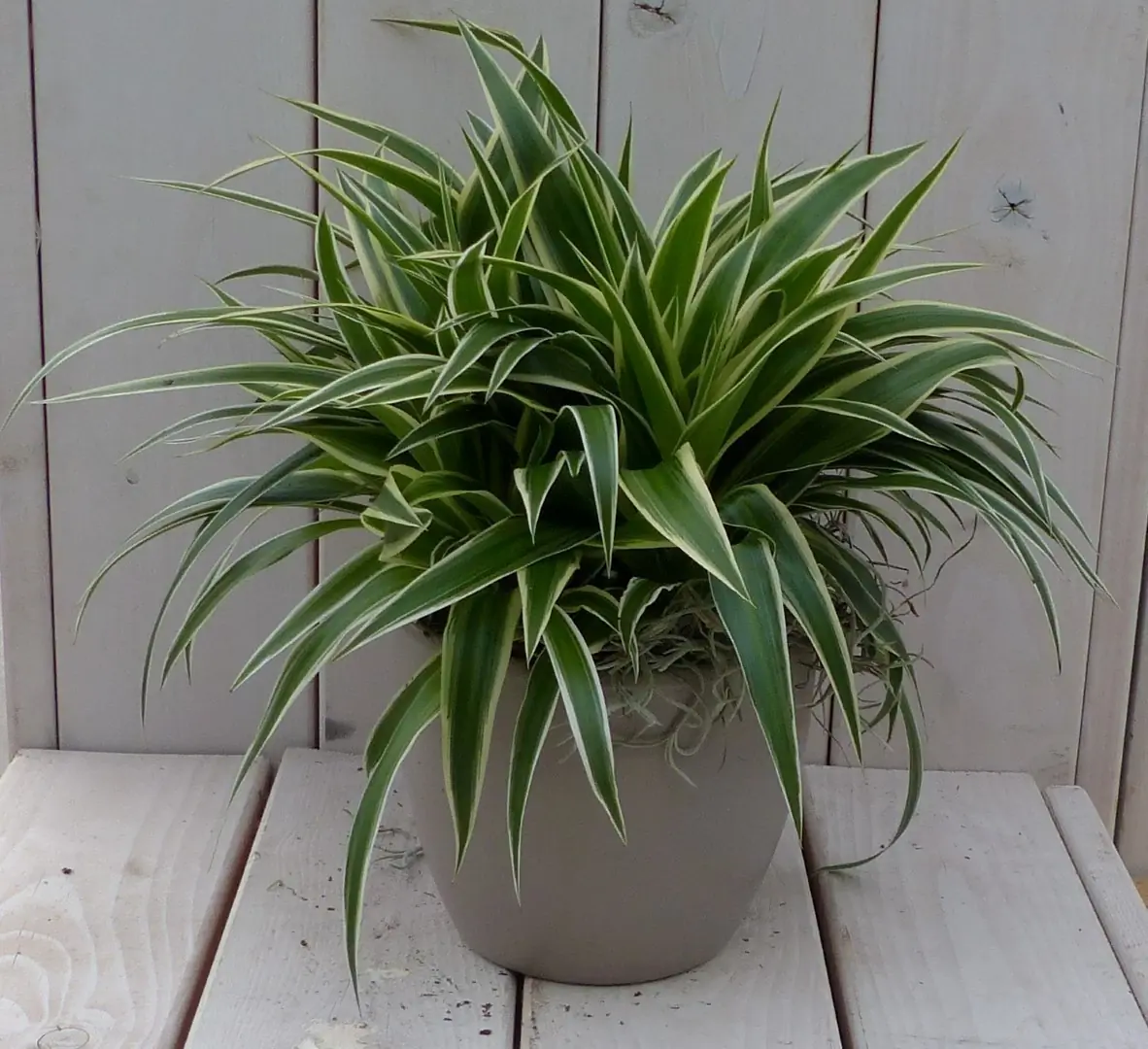 Chlorophytum in taupe pot 25 cm Warentuin Natuurlijk