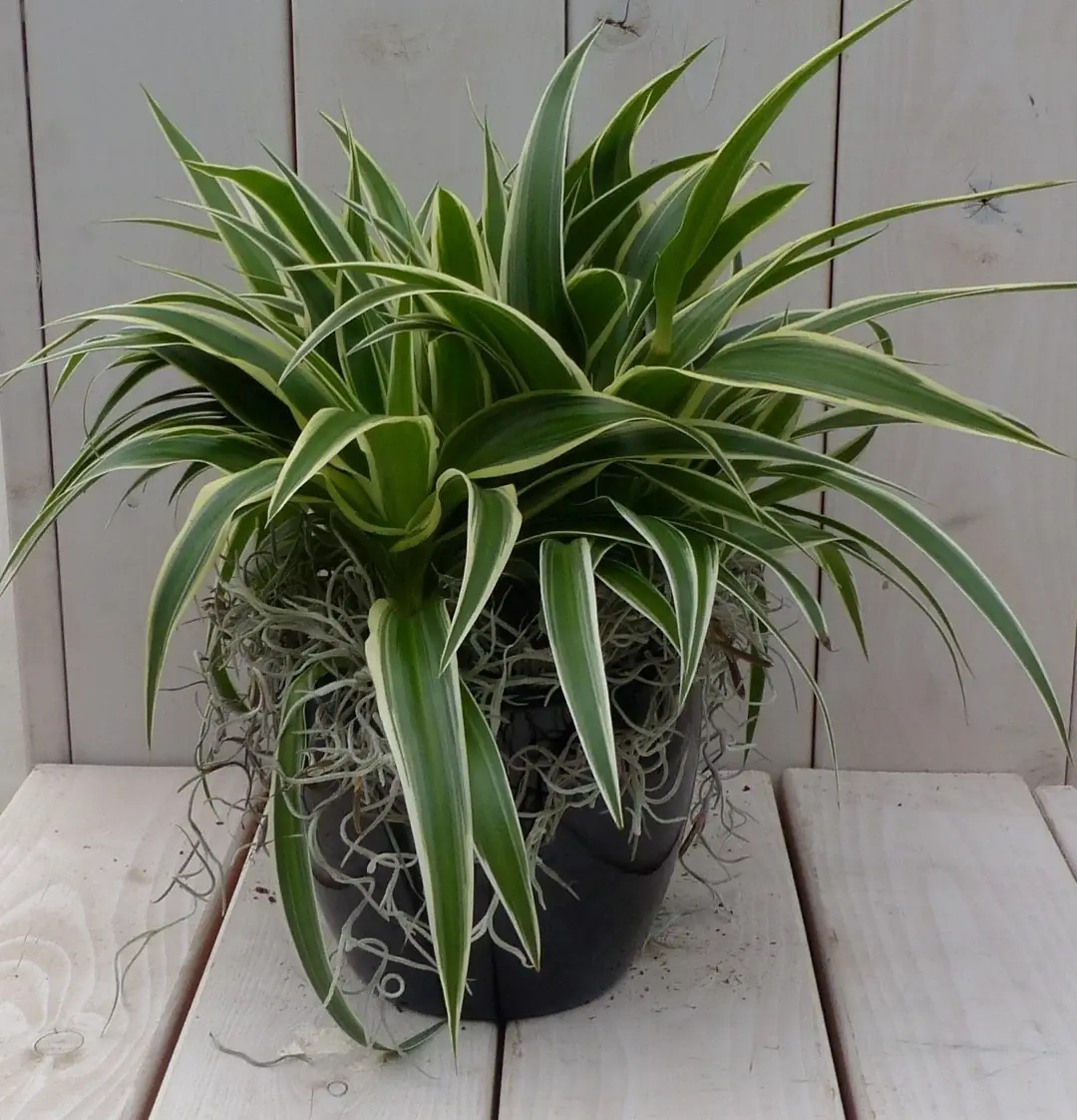 Chlorophytum in zwart/antraciete pot 25 cm Warentuin Natuurlijk
