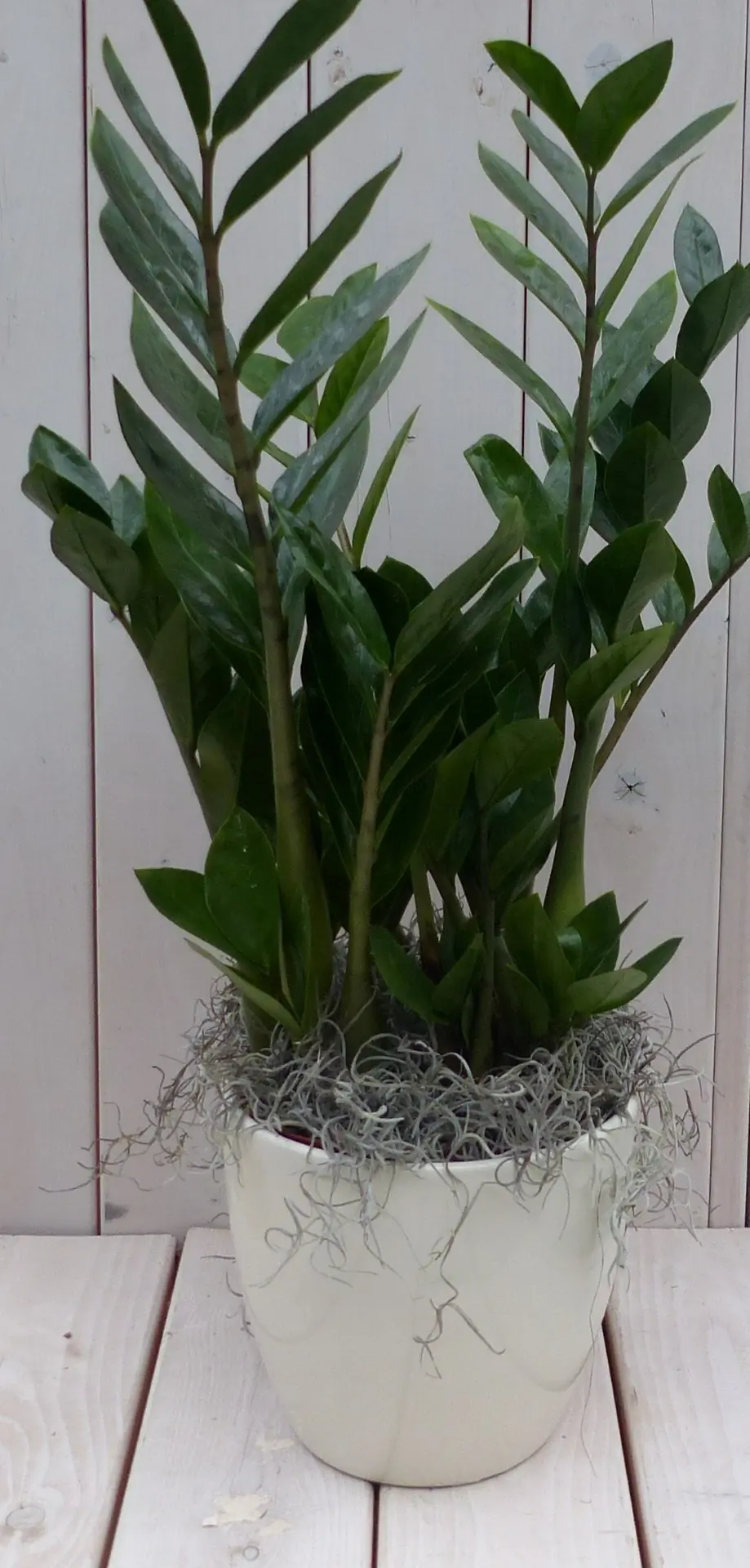 Zamioculcas in creme pot 55 cm Warentuin Natuurlijk