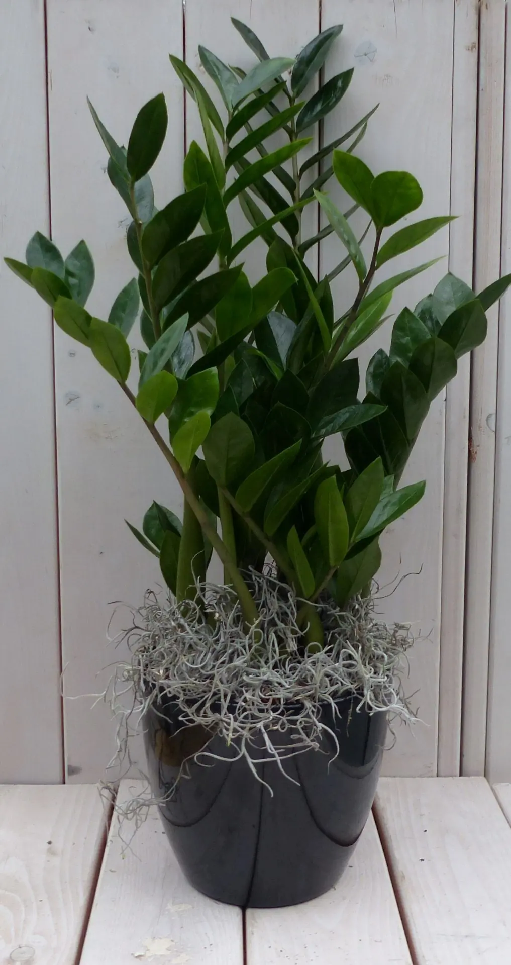 Zamioculcas in zwart/antraciete pot 55 cm Warentuin Natuurlijk