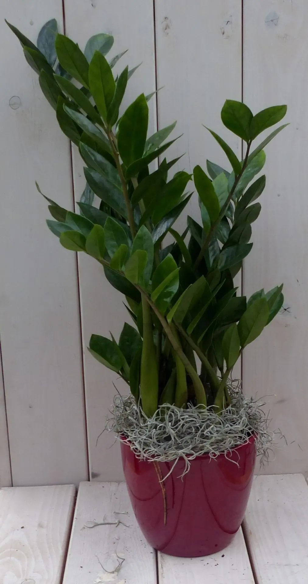 Zamioculcas in donkerrode pot 55 cm Warentuin Natuurlijk