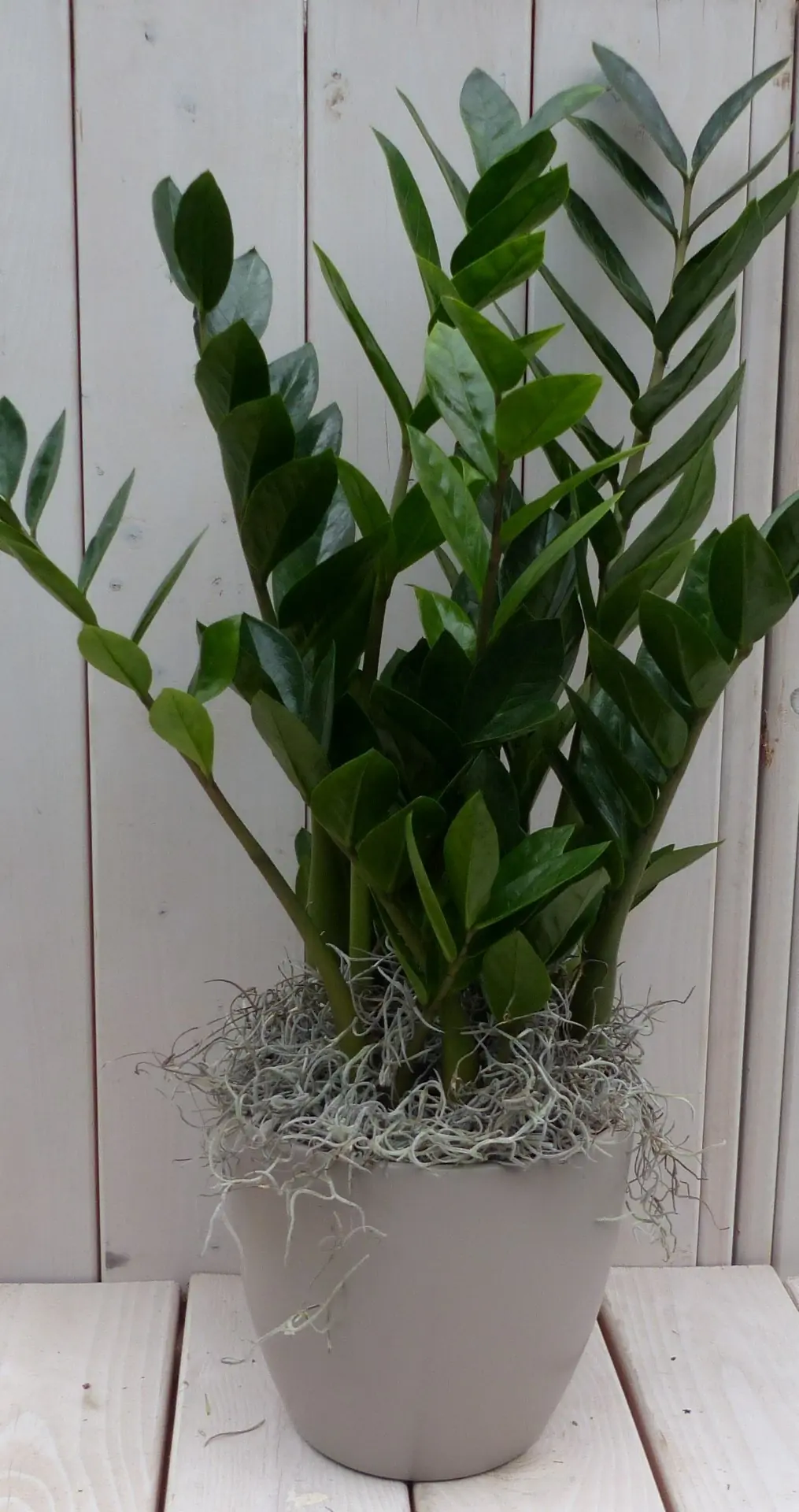 Zamioculcas in taupe pot 55 cm Warentuin Natuurlijk