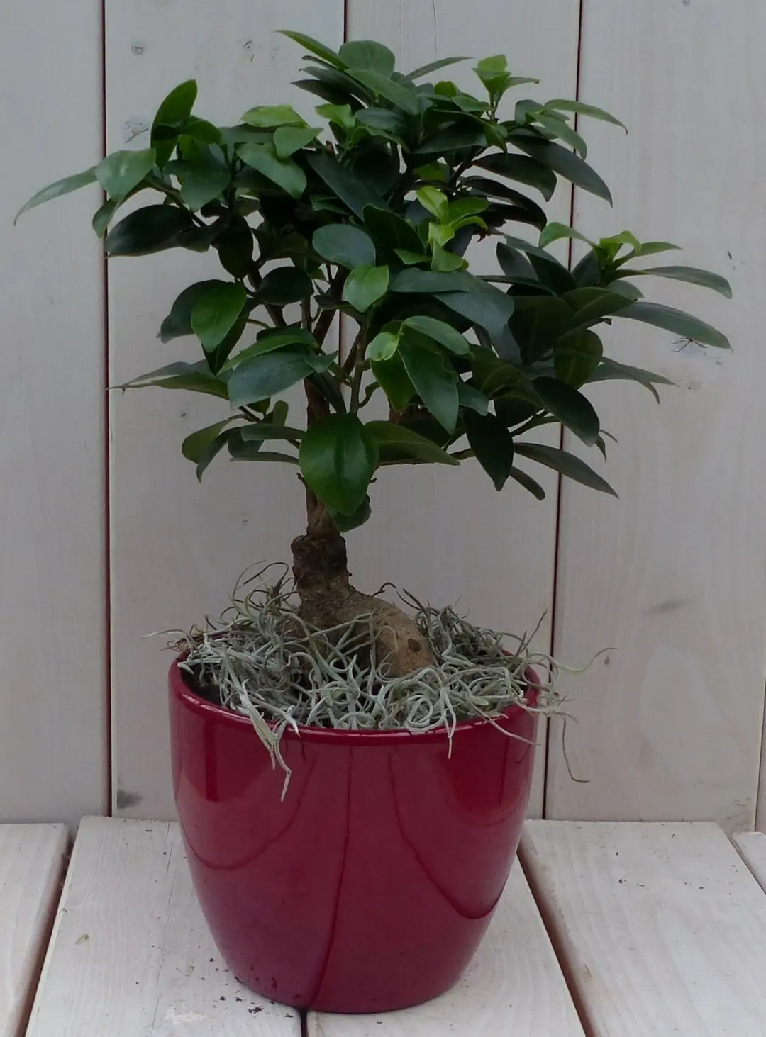 Bonsai Ficus microcarpa rode pot 40 cm Warentuin Natuurlijk