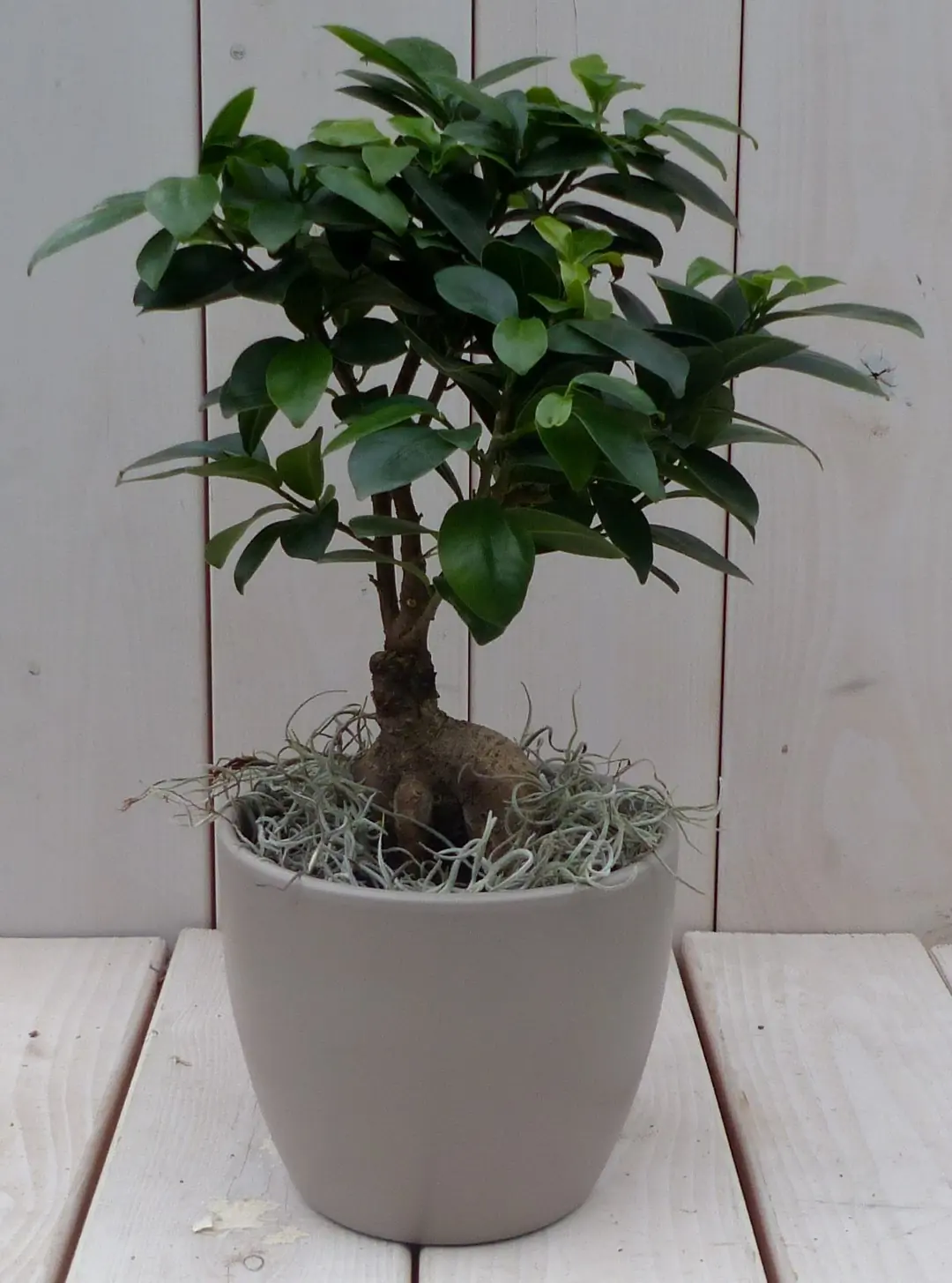 Bonsai Ficus microcarpa taupe pot 40 cm Warentuin Natuurlijk
