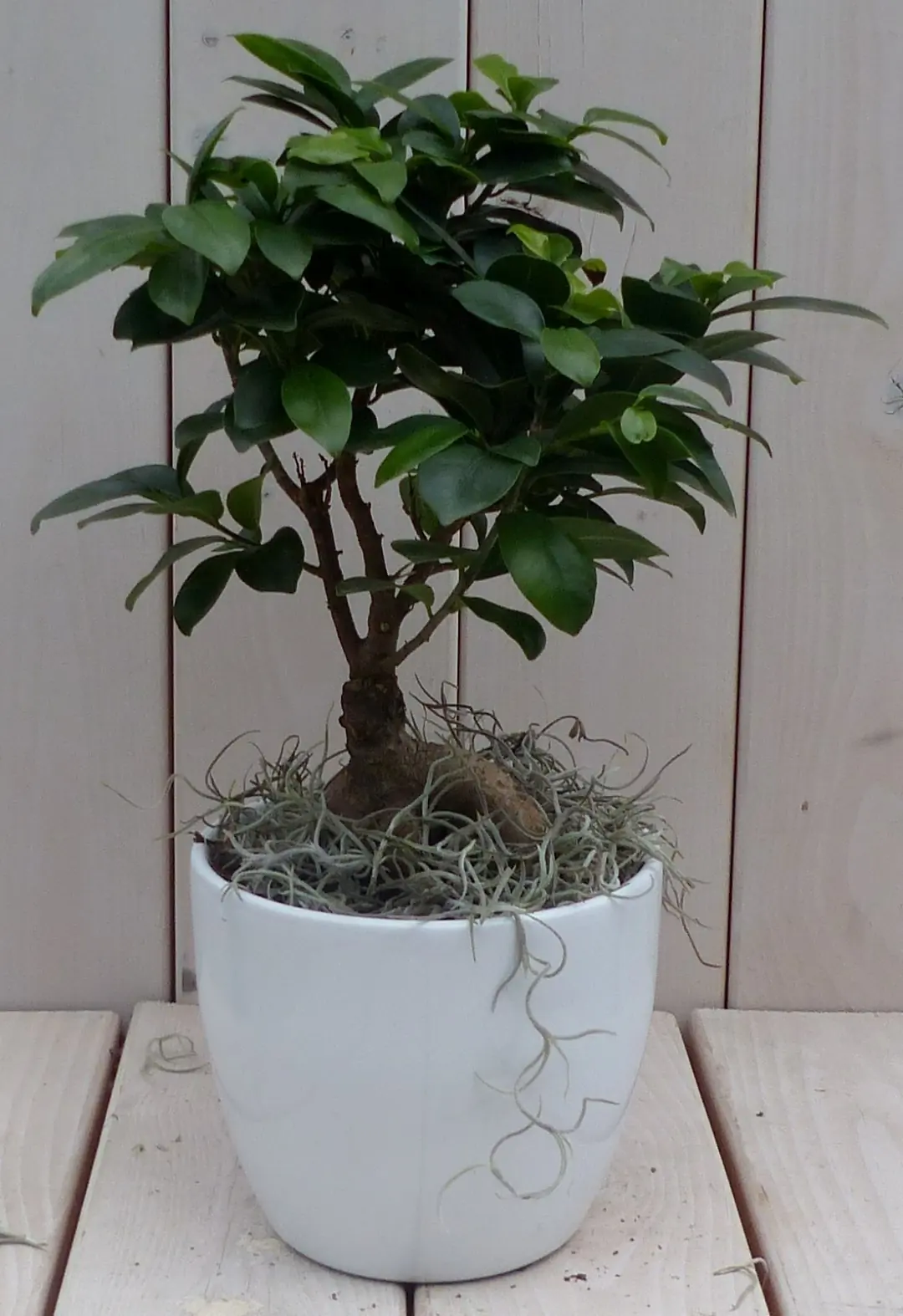 Bonsai Ficus microcarpa witte pot 40 cm Warentuin Natuurlijk