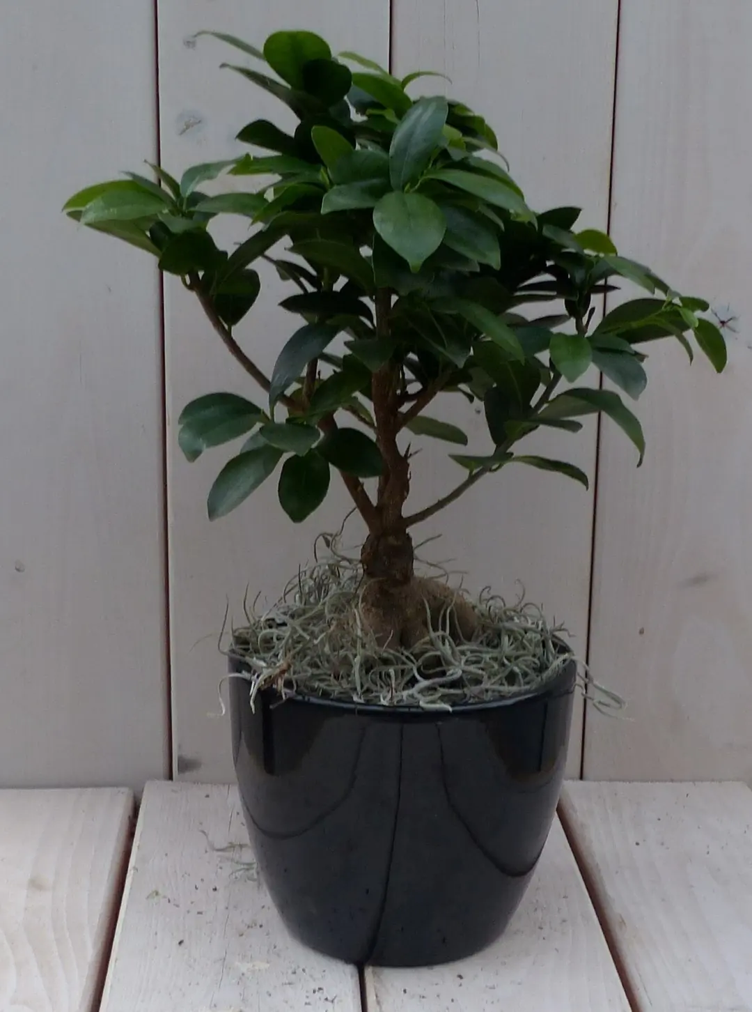 Bonsai Ficus microcarpa zwarte/antraciete pot 40 cm Warentuin Natuurlijk
