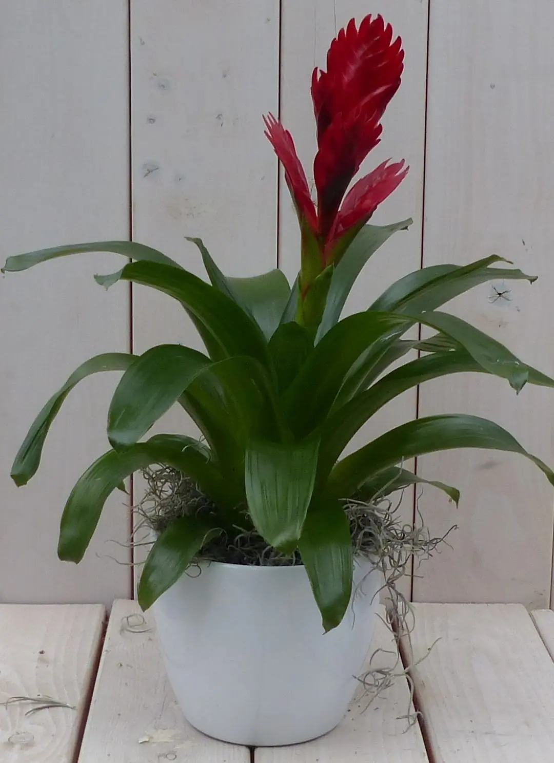 Bromelia witte pot 30 cm Warentuin Natuurlijk