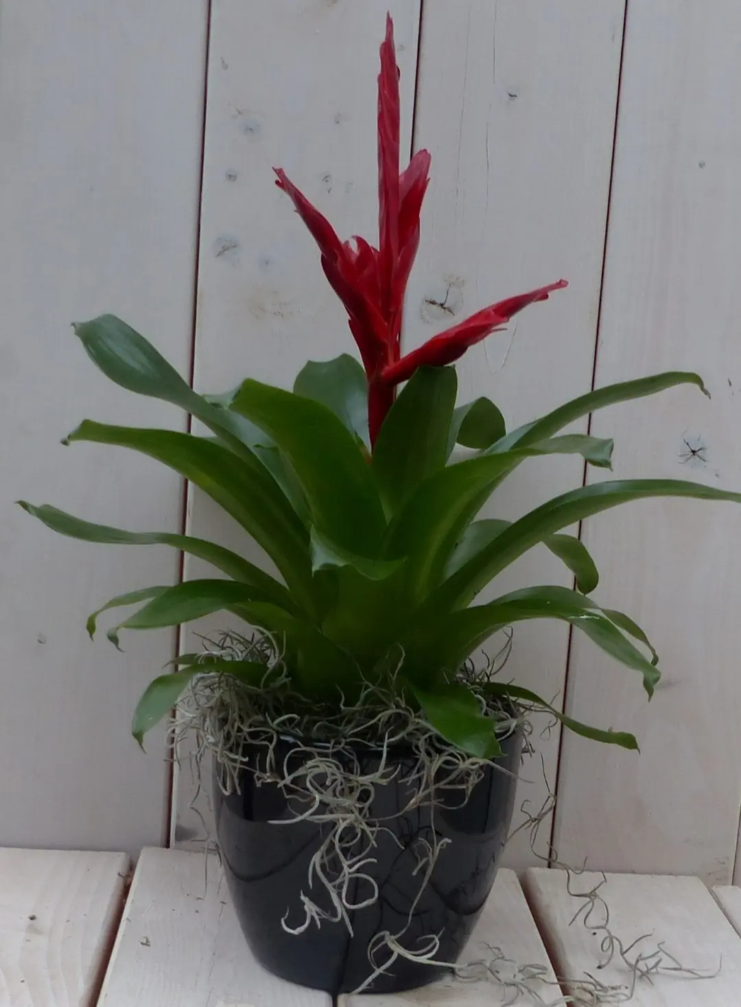 Bromelia zwarte/antraciete pot 30 cm Warentuin Natuurlijk