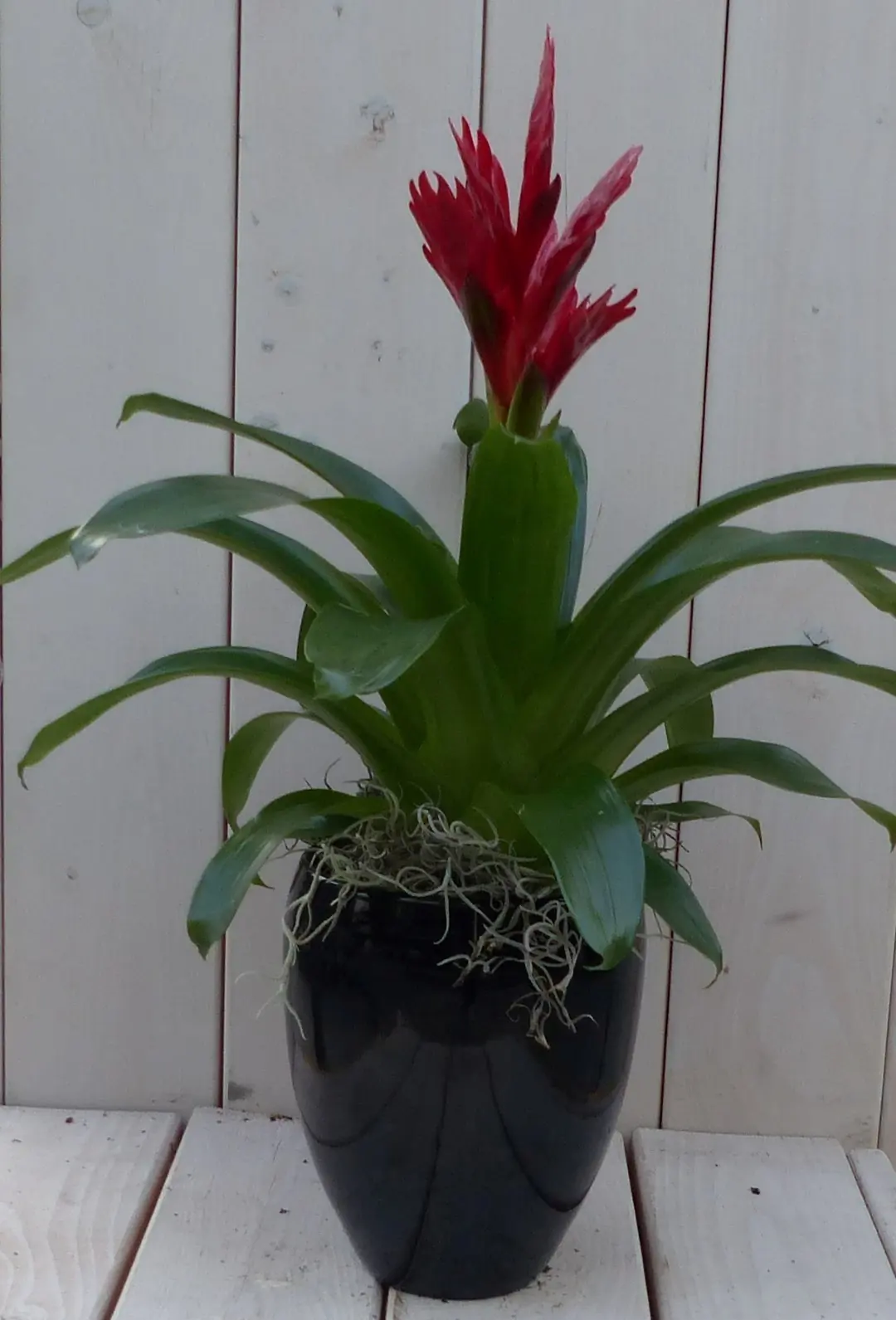 Bromelia zwarte/antraciete hoge pot 40 cm Warentuin Natuurlijk