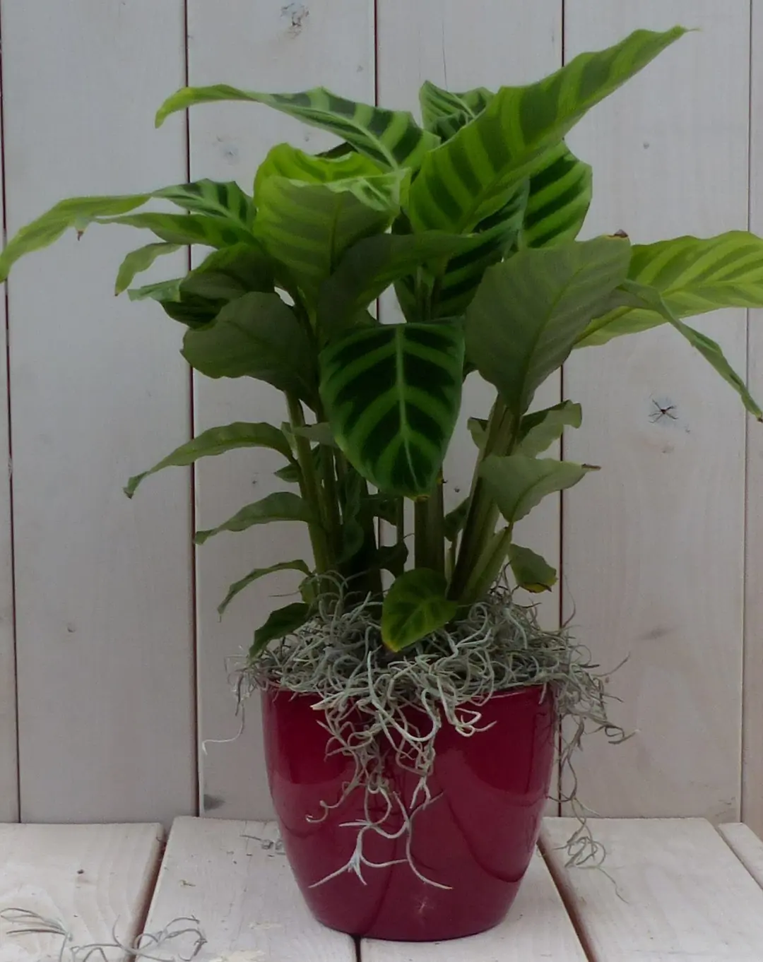Pauwenplant Calathea groen blad rode pot 40 cm Warentuin Natuurlijk