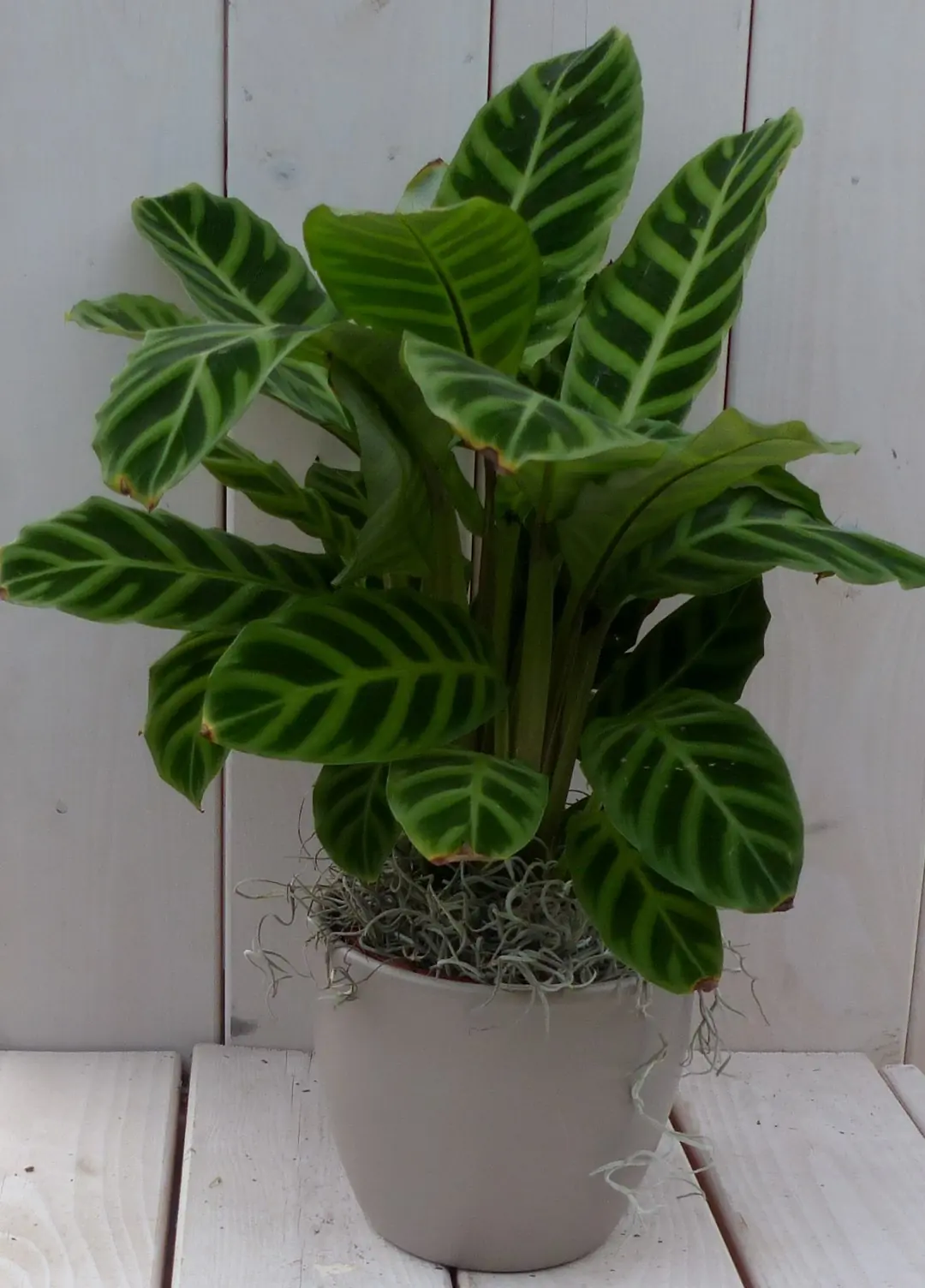 Pauwenplant Calathea groen blad taupe pot 40 cm Warentuin Natuurlijk