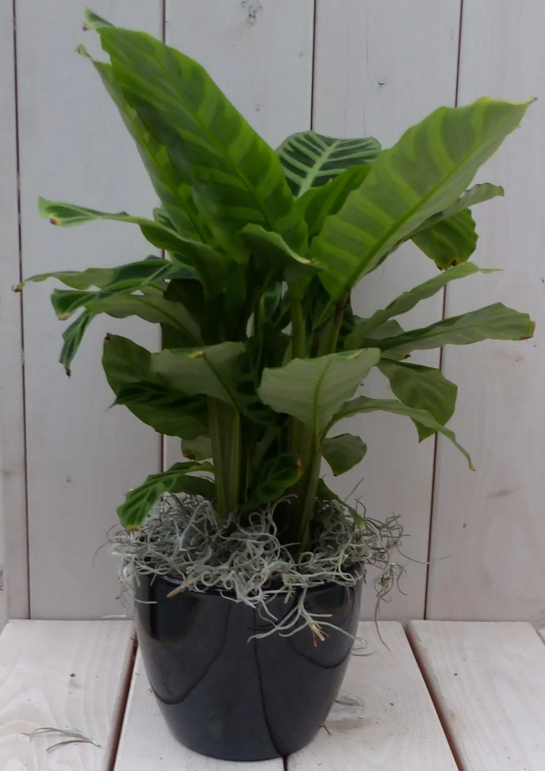 Pauwenplant Calathea groen blad zwarte/antraciete pot 40 cm Warentuin Natuurlijk