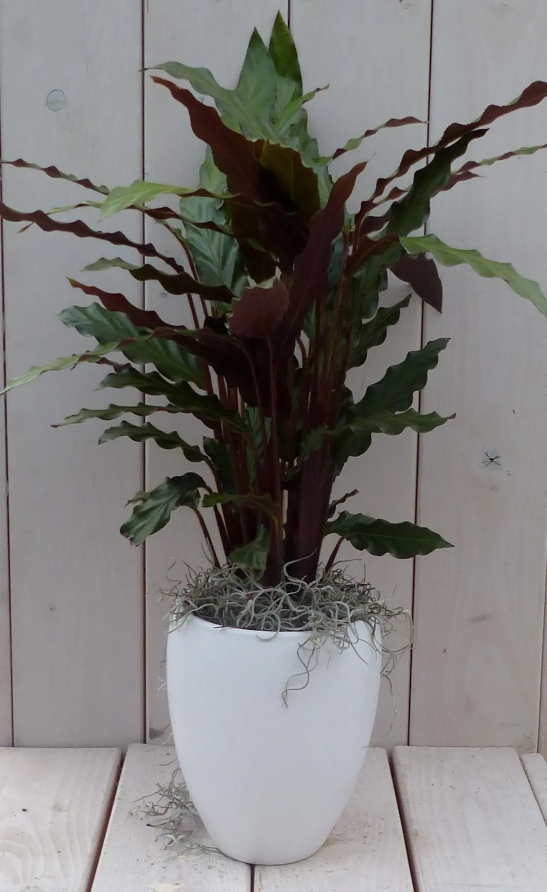 Pauwenplant Calathea rood blad witte hoge pot 50 cm Warentuin Natuurlijk