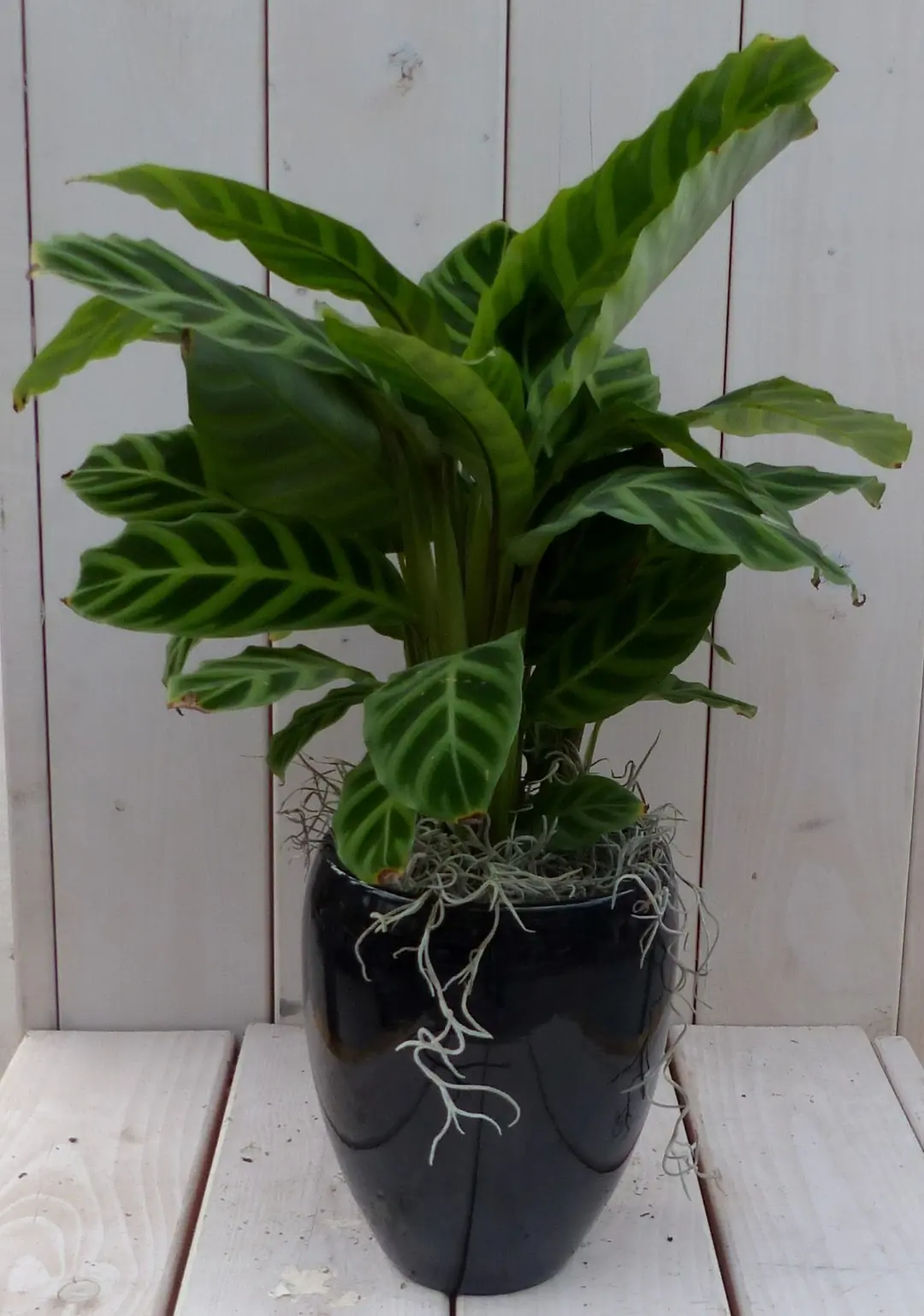 Pauwenplant Calathea groen blad zwarte/antraciete hoge pot 50 cm Warentuin Natuurlijk