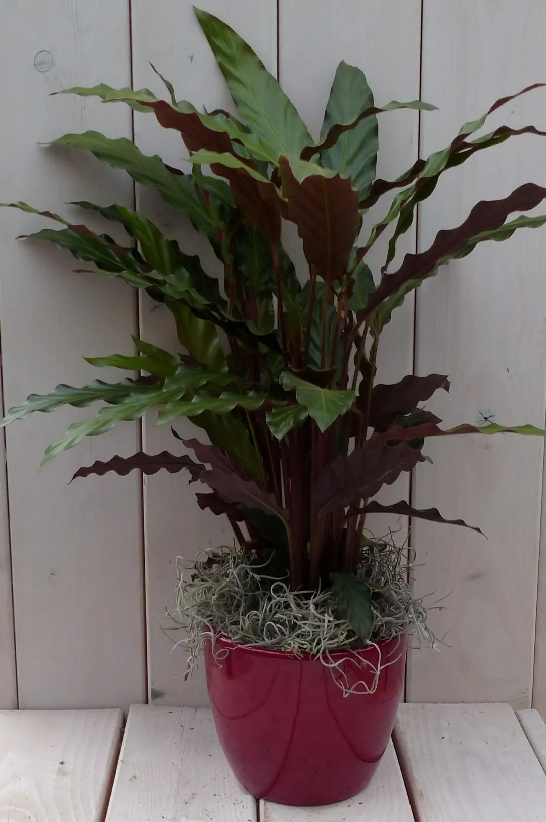 Pauwenplant Calathea rood blad rode pot 40 cm Warentuin Natuurlijk