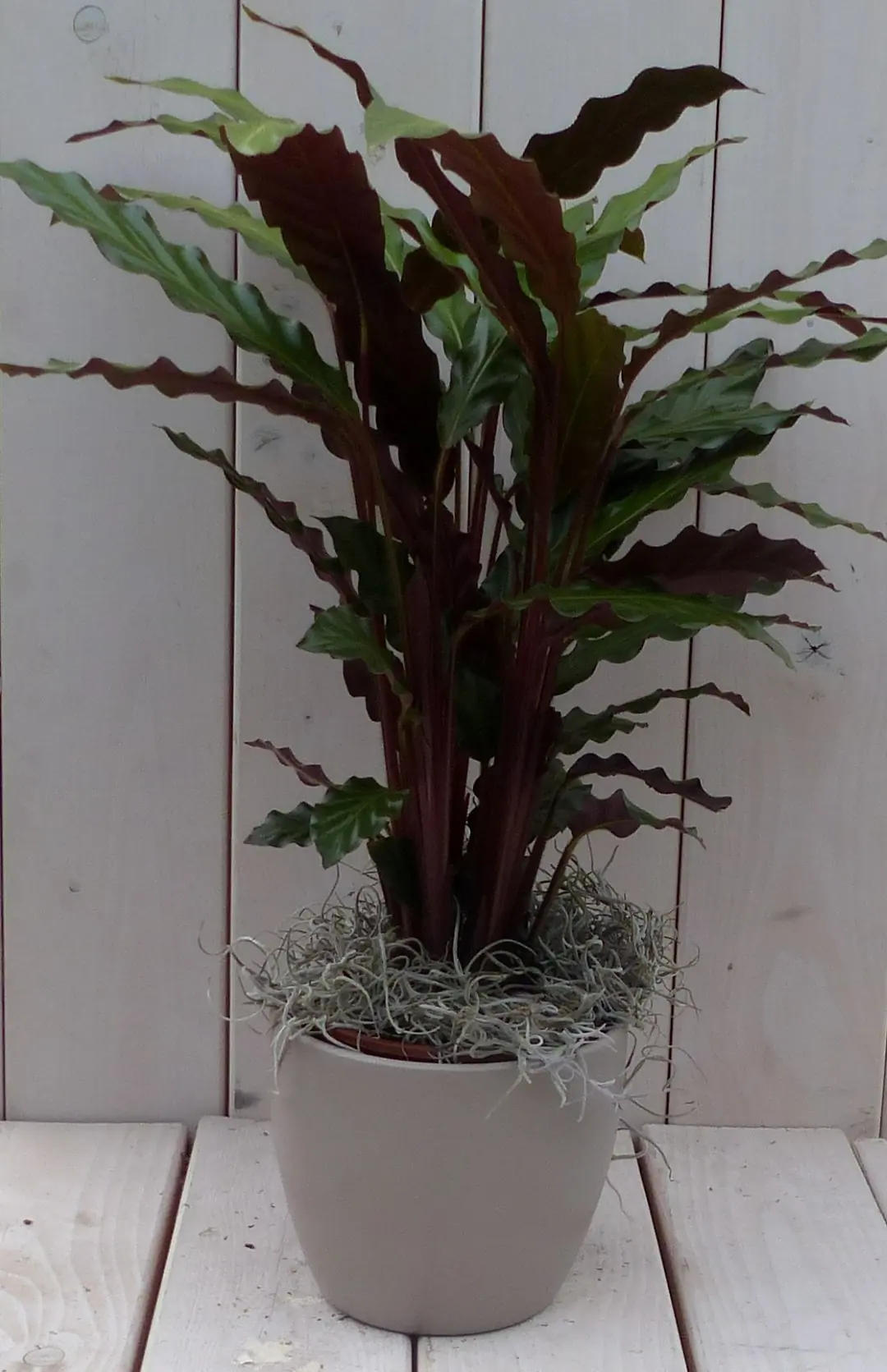 Pauwenplant Calathea rood blad taupe pot 40 cm Warentuin Natuurlijk