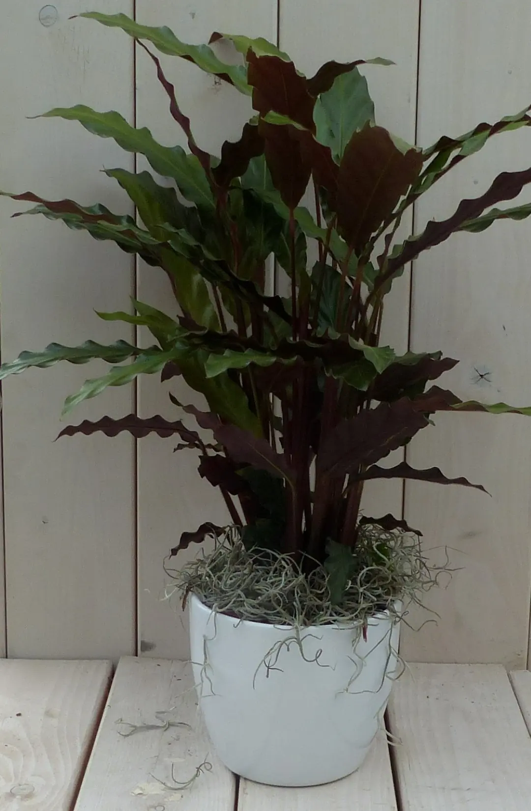 Pauwenplant Calathea rood blad witte pot 40 cm Warentuin Natuurlijk