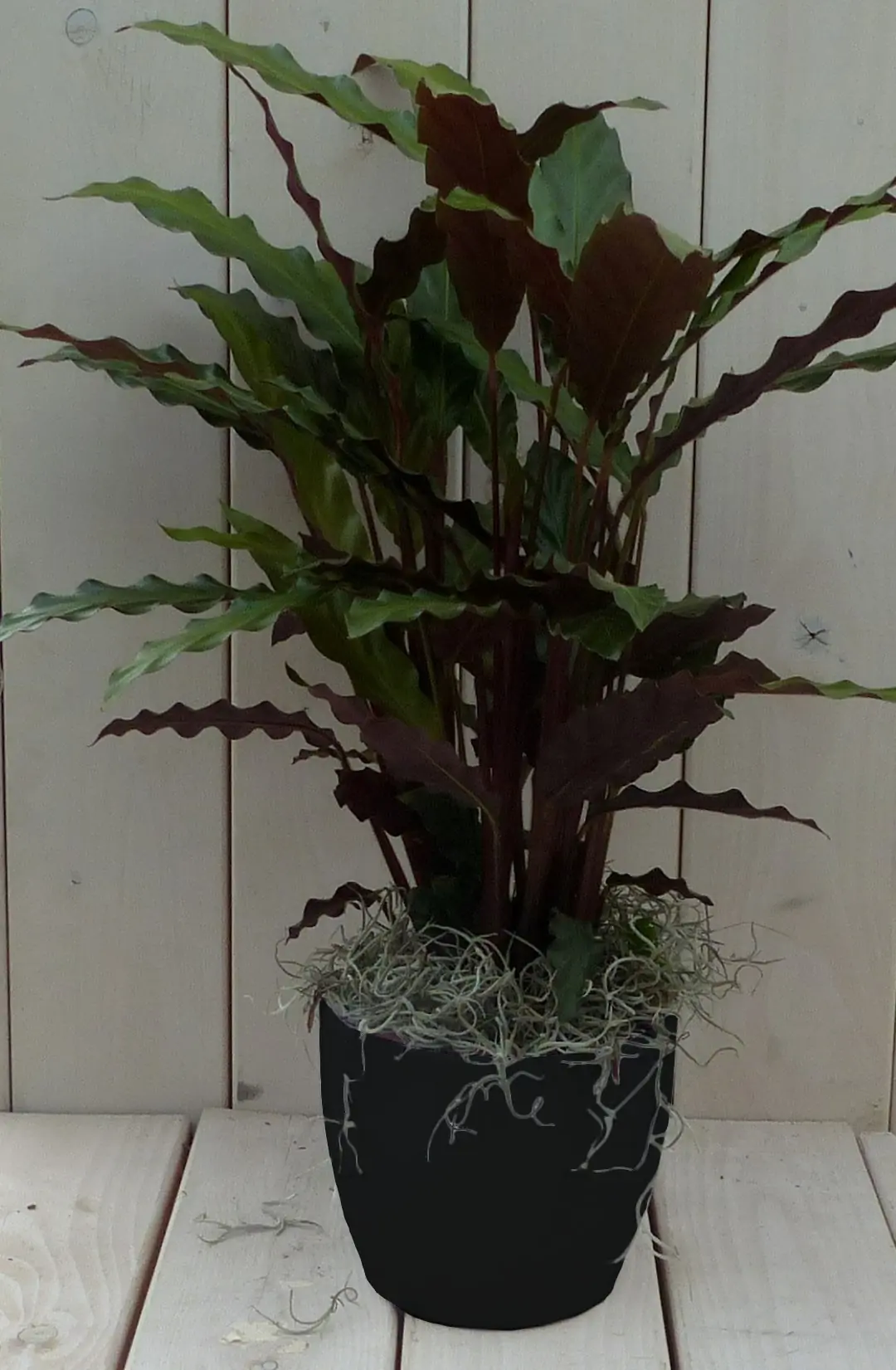 Pauwenplant Calathea rood blad zwarte/antraciete pot 40 cm Warentuin Natuurlijk