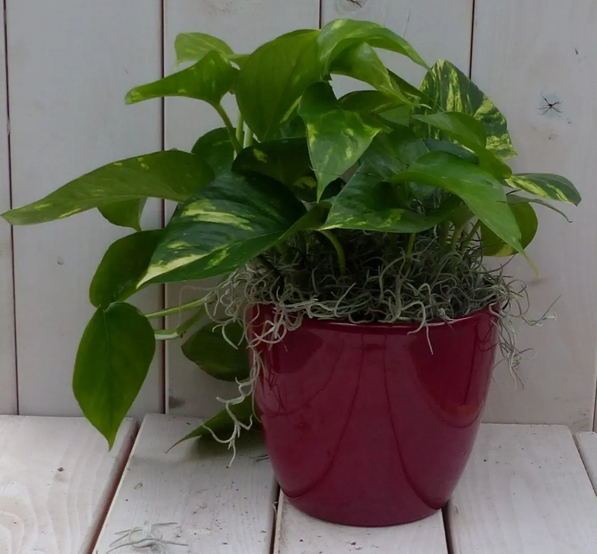 Epipremnum geelgroen rode pot 25 cm Warentuin Natuurlijk