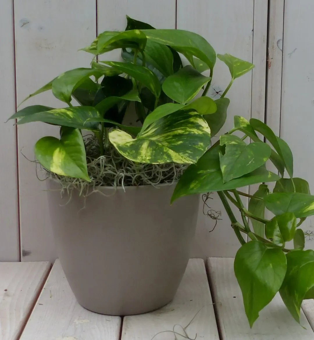 Epipremnum geelgroen taupe pot 25 cm Warentuin Natuurlijk